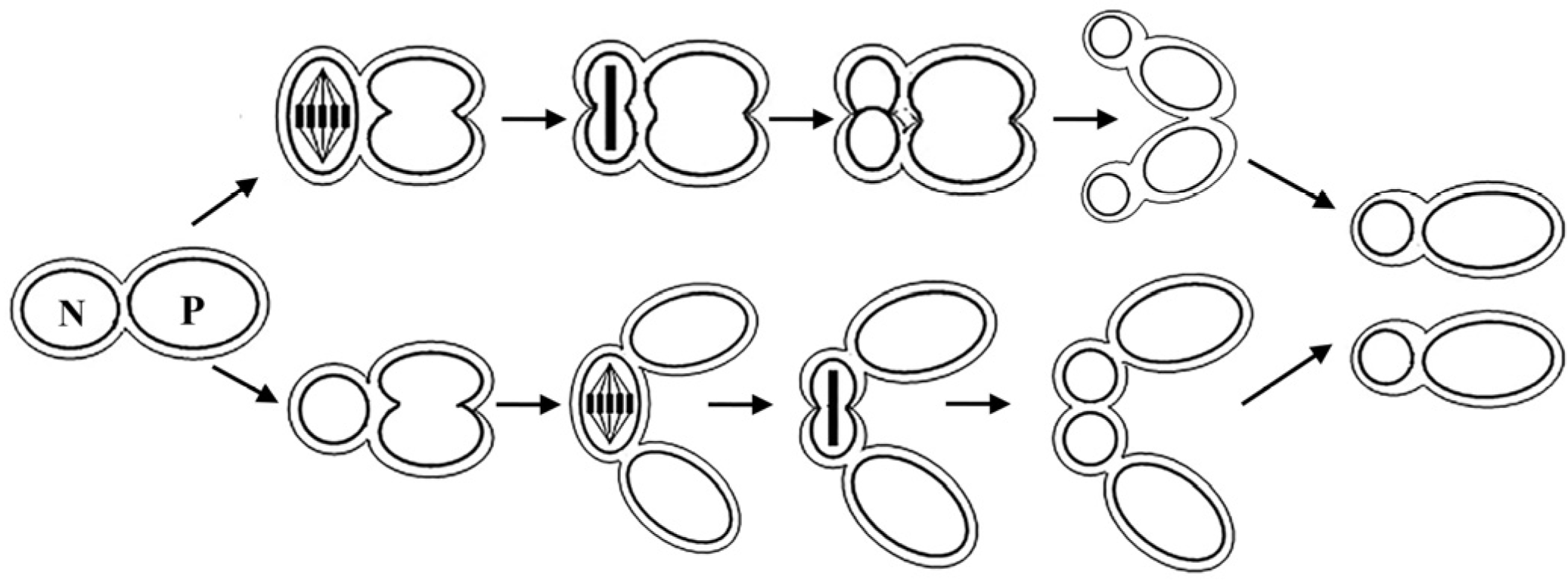 Marinedrugs 14 00061 g002