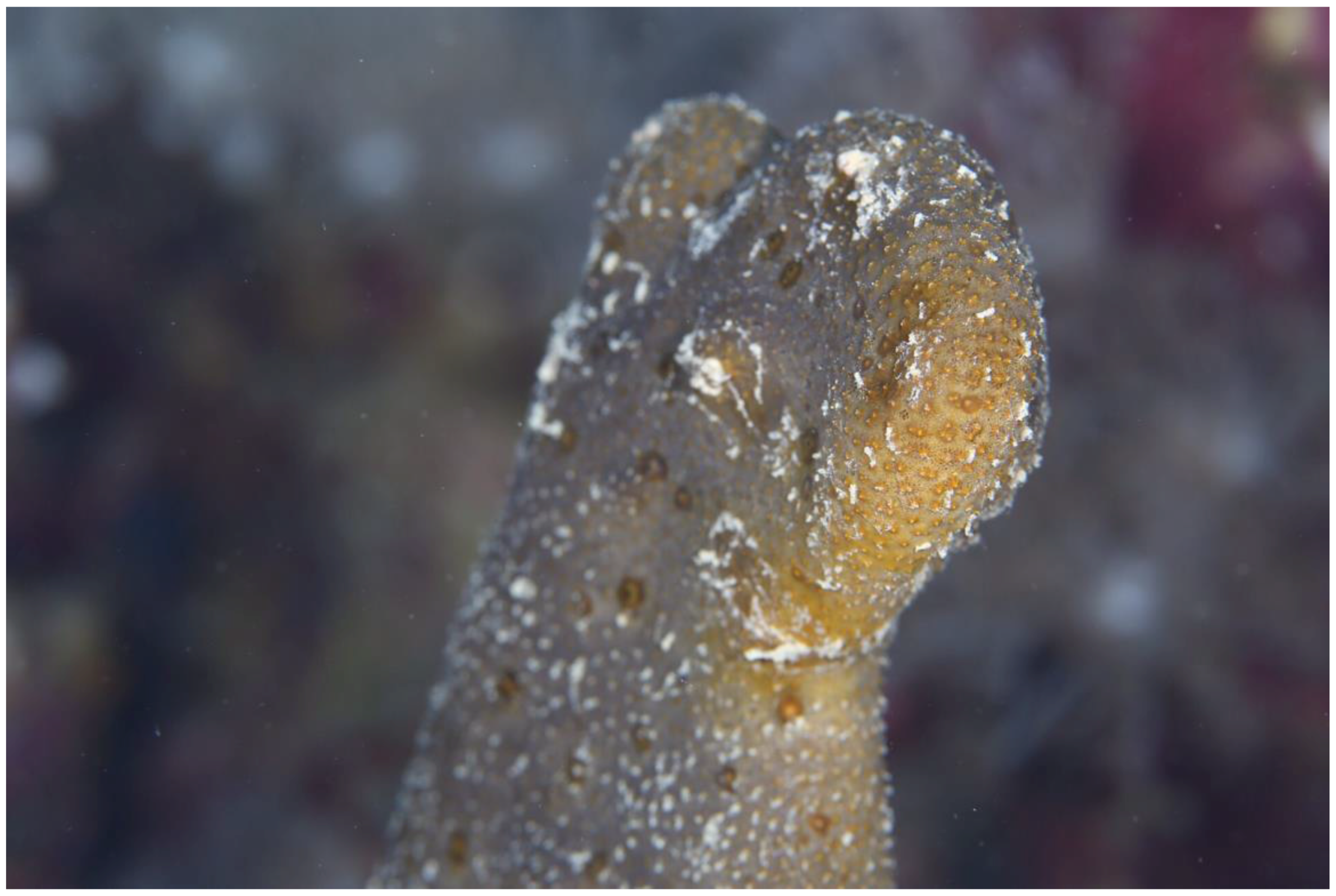 Marinedrugs 14 00130 g001