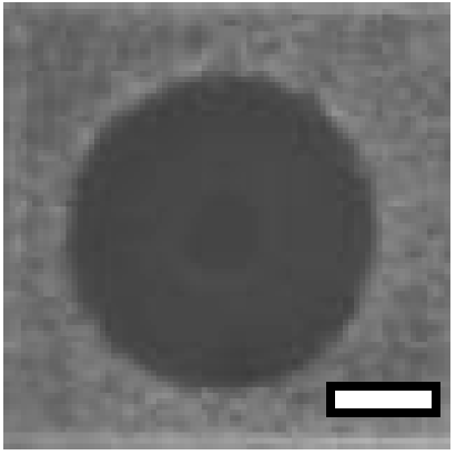 Marinedrugs 14 00227 i012