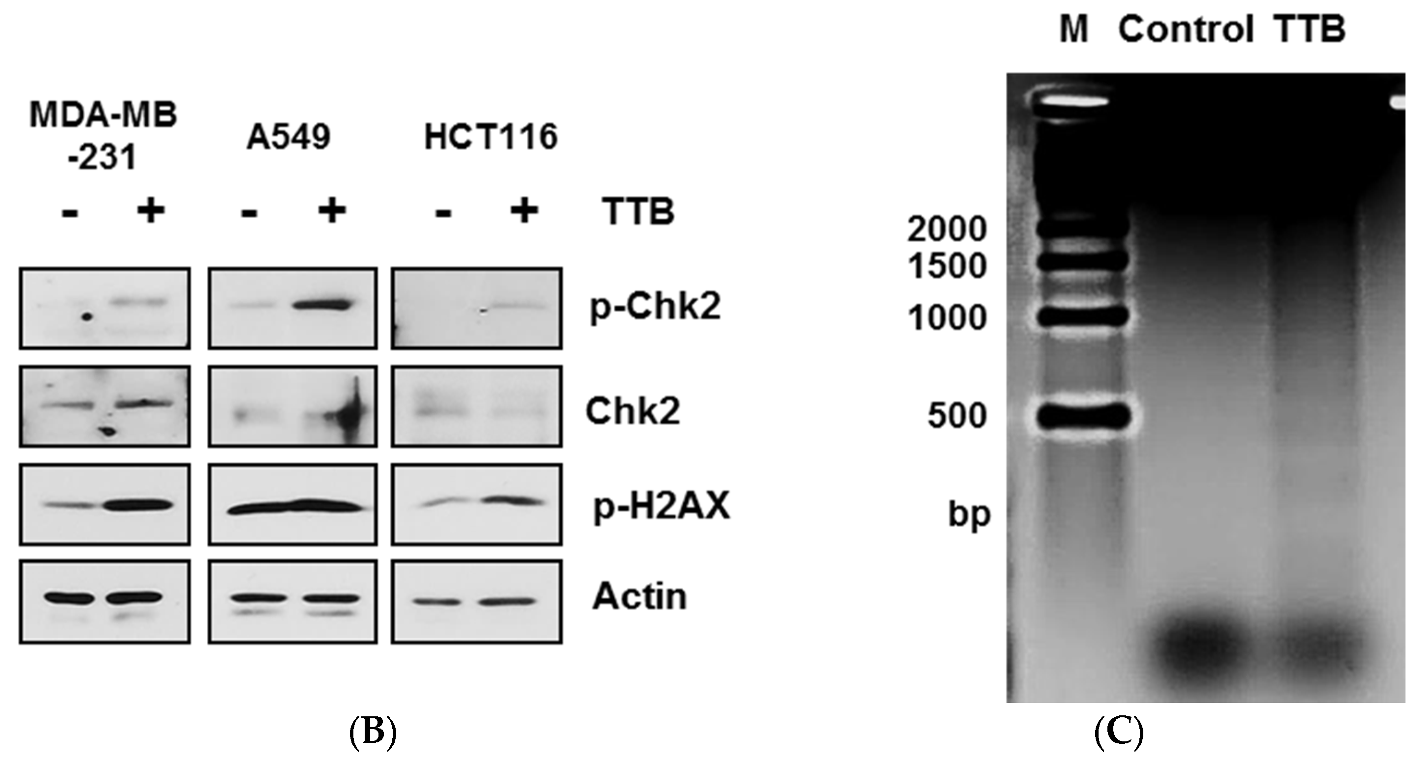 Marinedrugs 15 00055 g003b