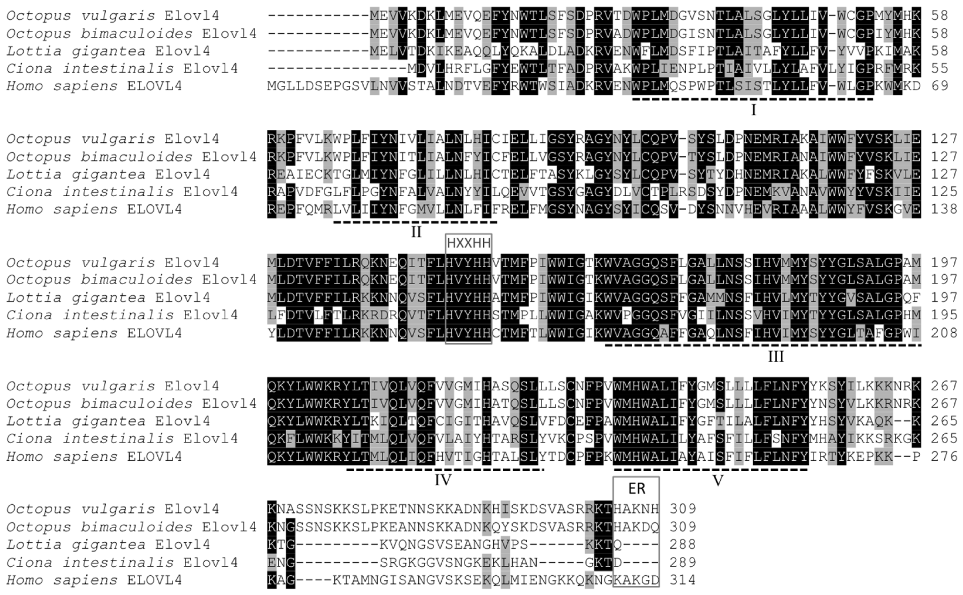 Marine Drugs | Free Full-Text | Biosynthesis of Polyunsaturated Fatty Acids  in Octopus vulgaris: Molecular Cloning and Functional Characterisation of a  Stearoyl-CoA Desaturase and an Elongation of Very Long-Chain Fatty Acid 4