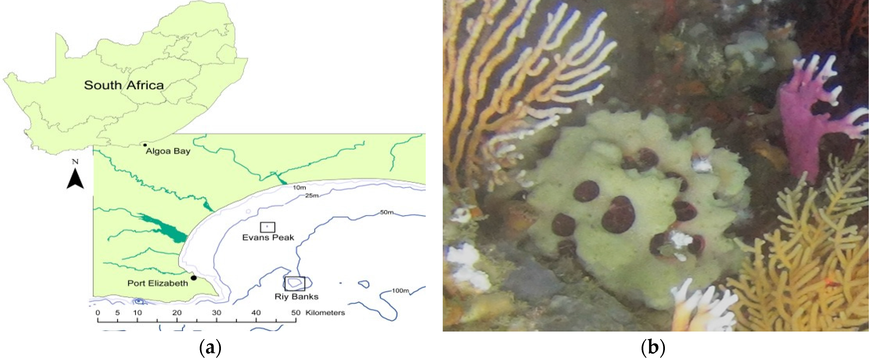 Marinedrugs 15 00095 g001a