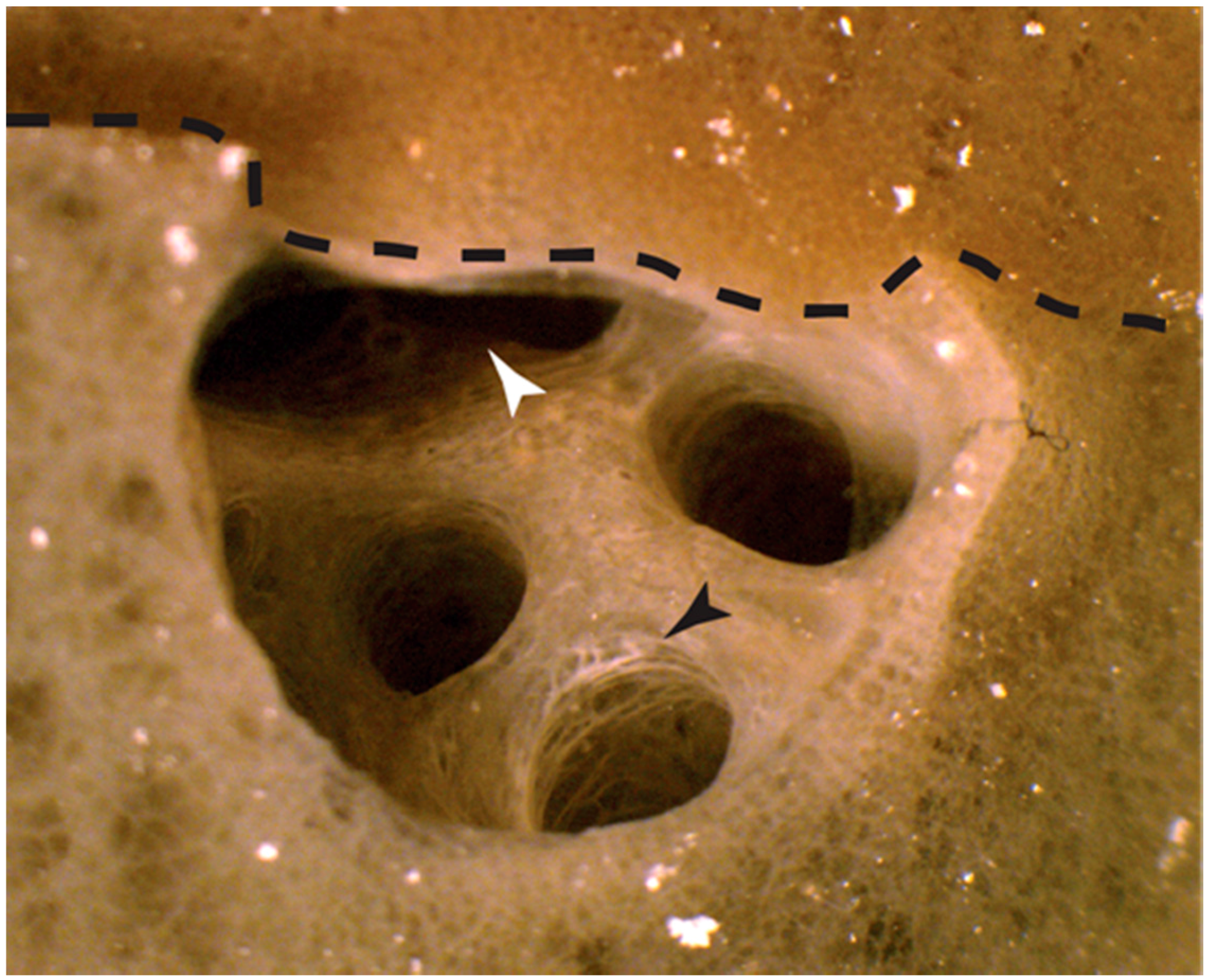 Marinedrugs 15 00136 g001