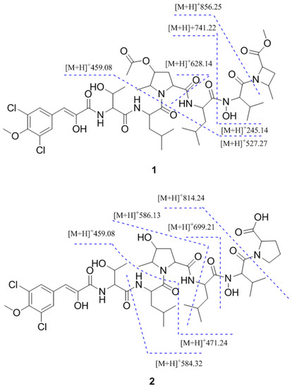 Biosynthesis of natural products: introduction - The Model ...