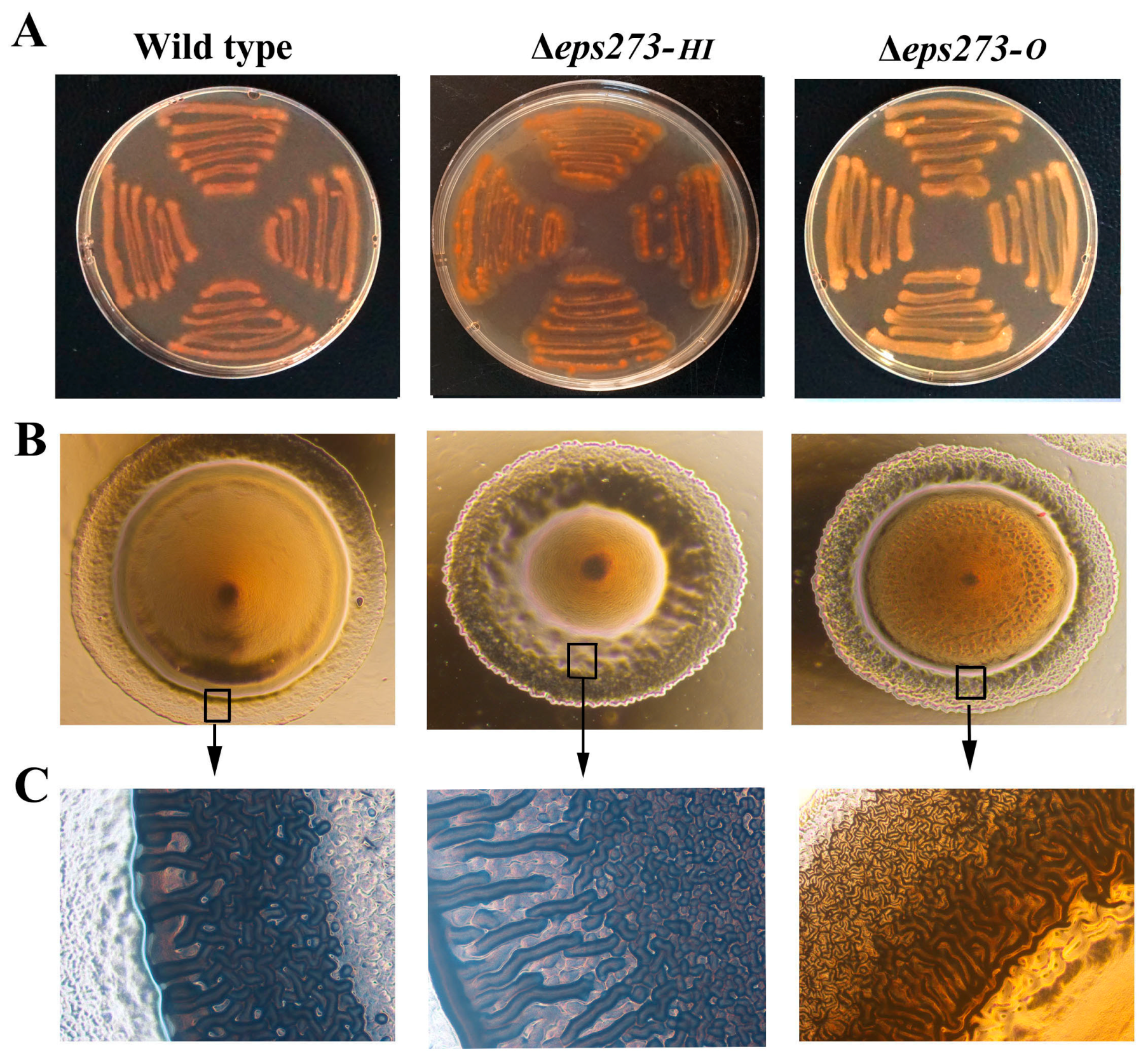 Marinedrugs 15 00218 g004