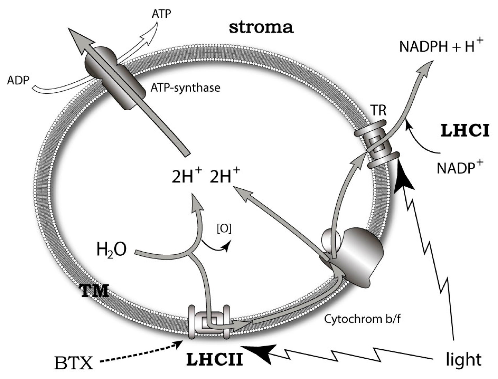 Marinedrugs 15 00232 g008