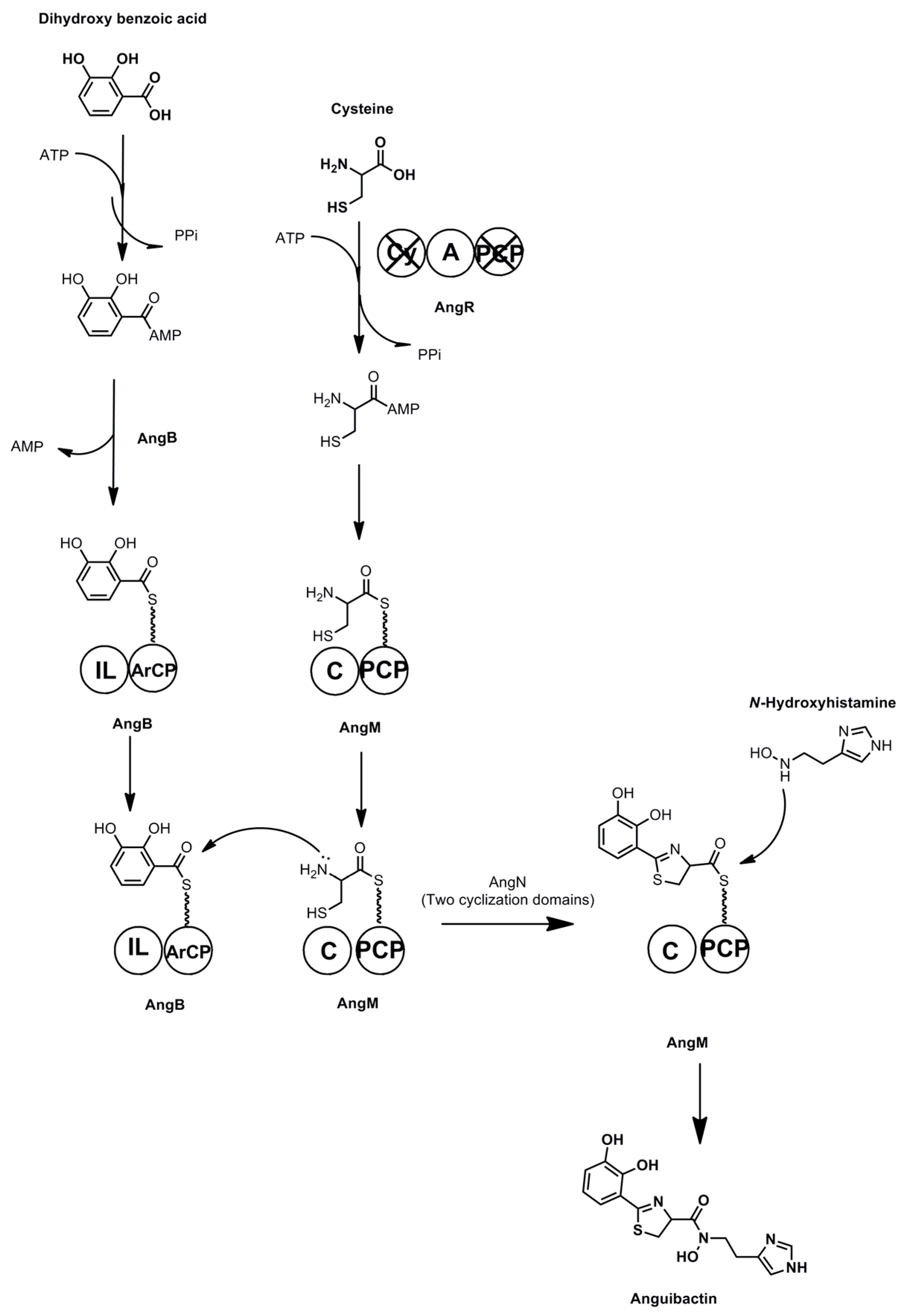 Marine Drugs Free Full Text Investigating The Biosynthesis Of Natural Products From Marine Proteobacteria A Survey Of Molecules And Strategies Html