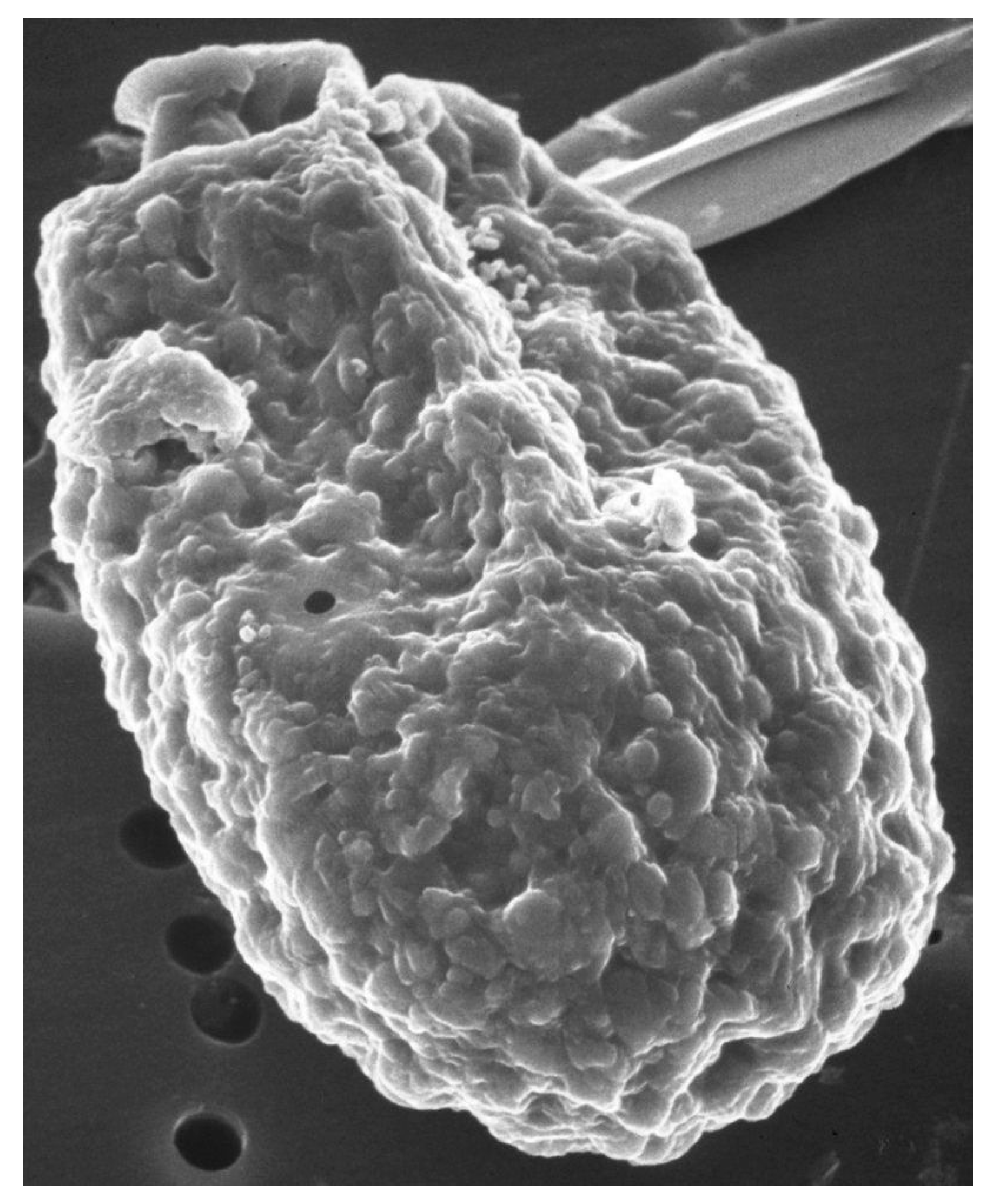 Marinedrugs 15 00242 g001 Marinedrugs 15 00242 g001