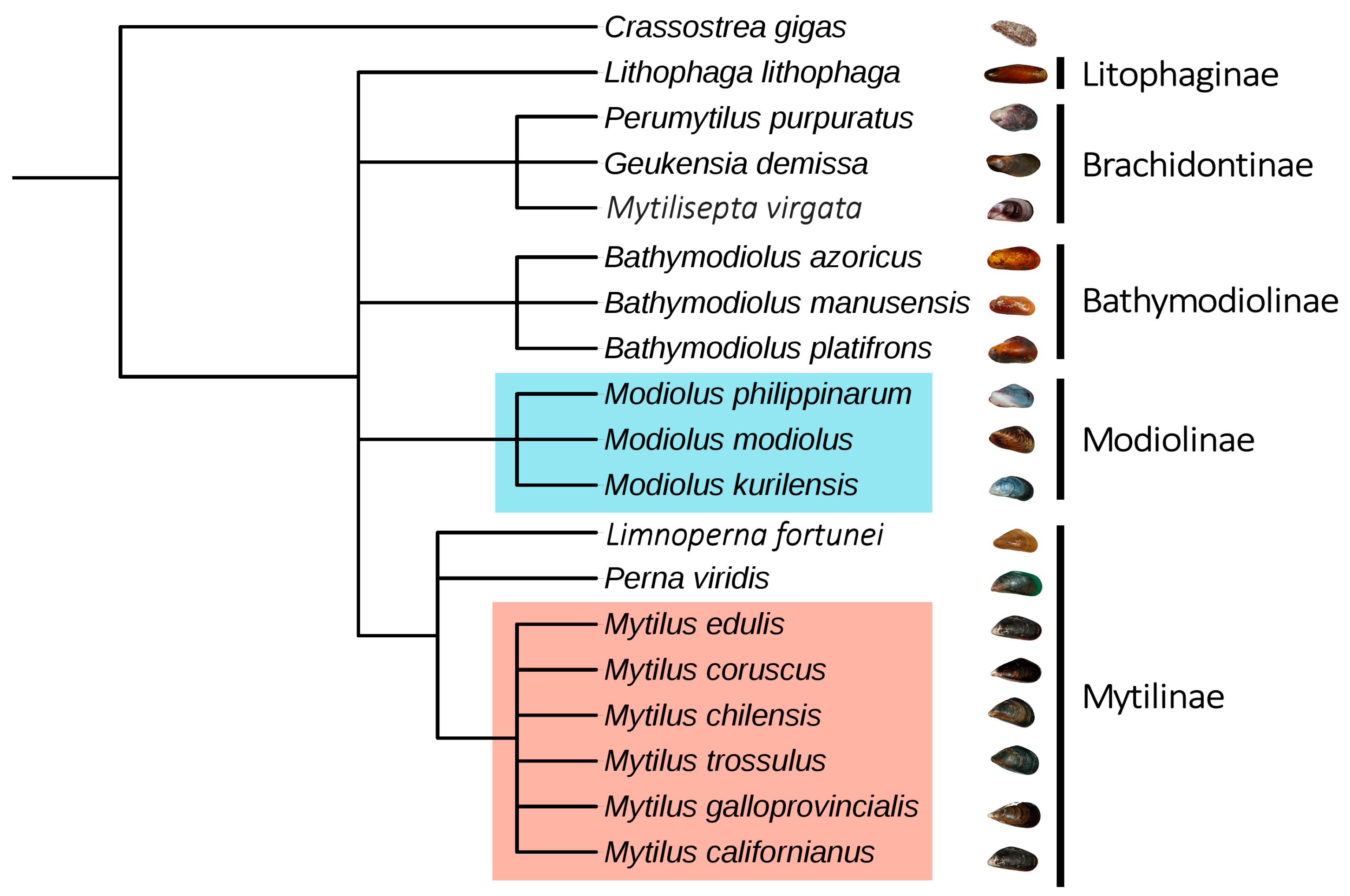 Marinedrugs 15 00261 g004 Marinedrugs 15 00261 g004