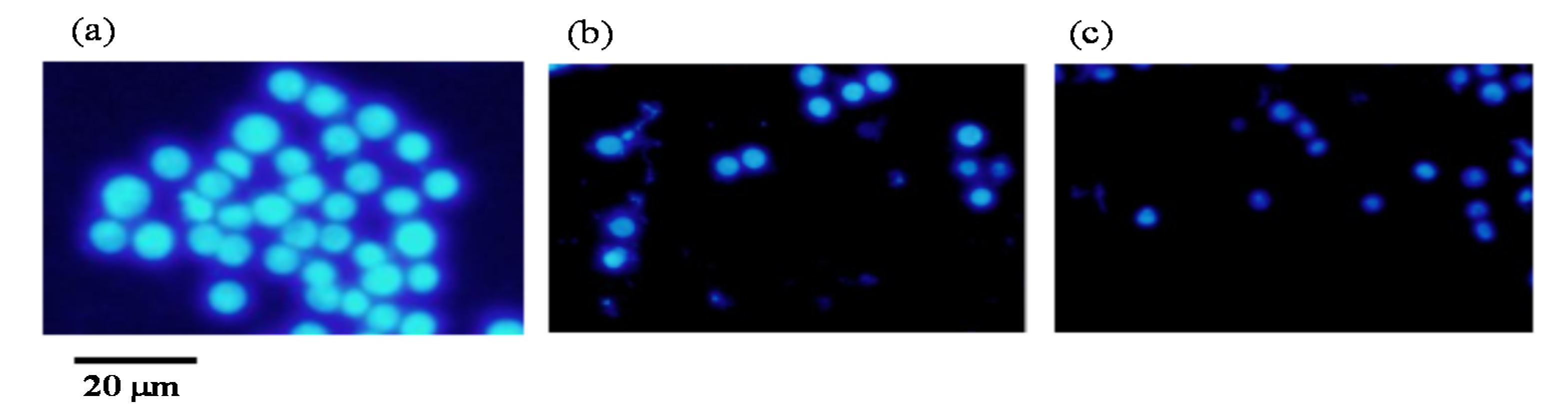 Marinedrugs 15 00305 g008