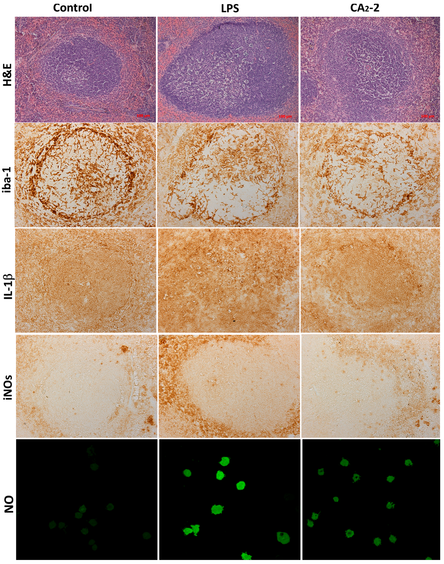 Marinedrugs 15 00341 g001