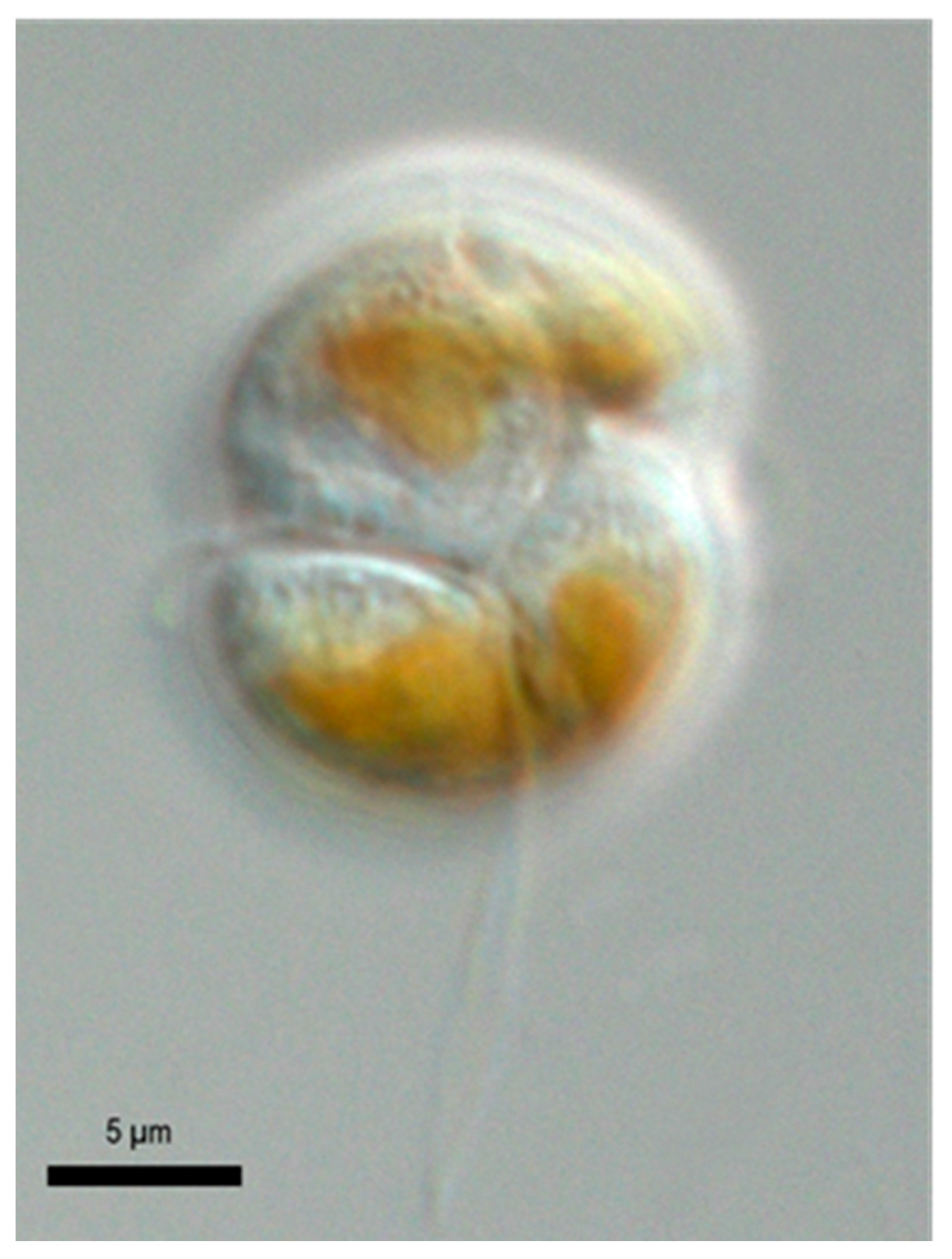 Marinedrugs 15 00391 g001 Marinedrugs 15 00391 g001