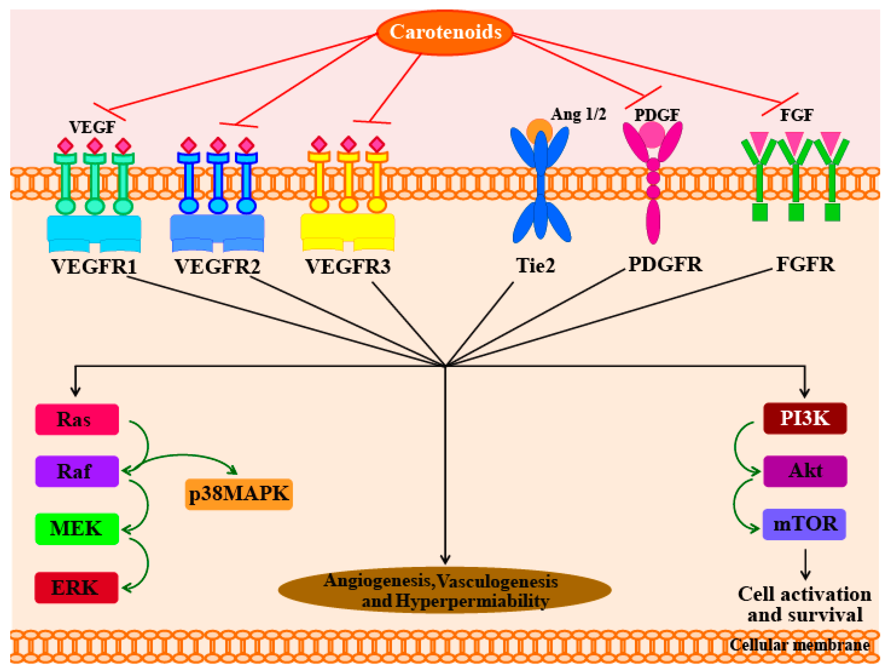 A Review of the Biological Activities of Microalgal Carotenoids and Their Potential Use in Healthcare and Cosmetic Industries