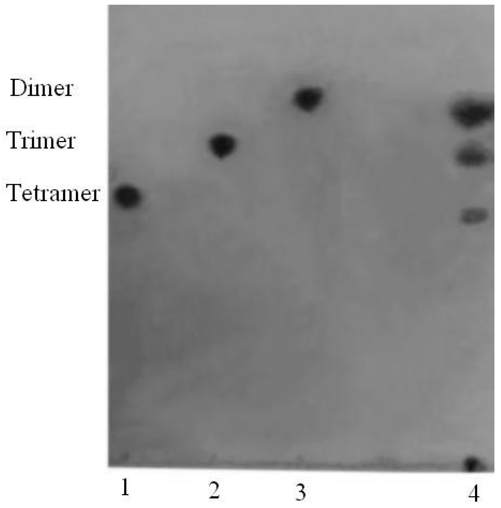 Marinedrugs 16 00030 g003 Marinedrugs 16 00030 g003