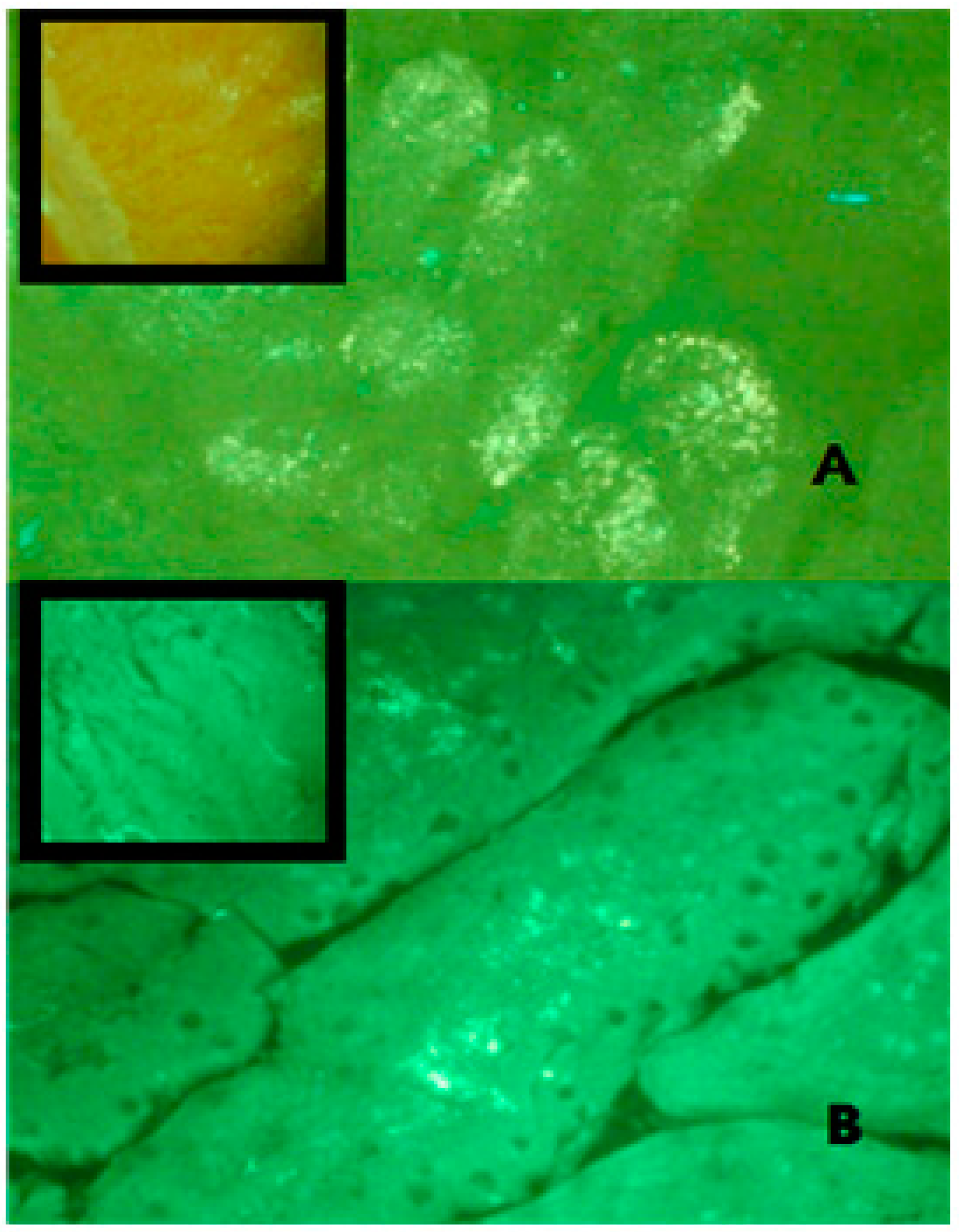 Marinedrugs 16 00032 g007 Marinedrugs 16 00032 g007