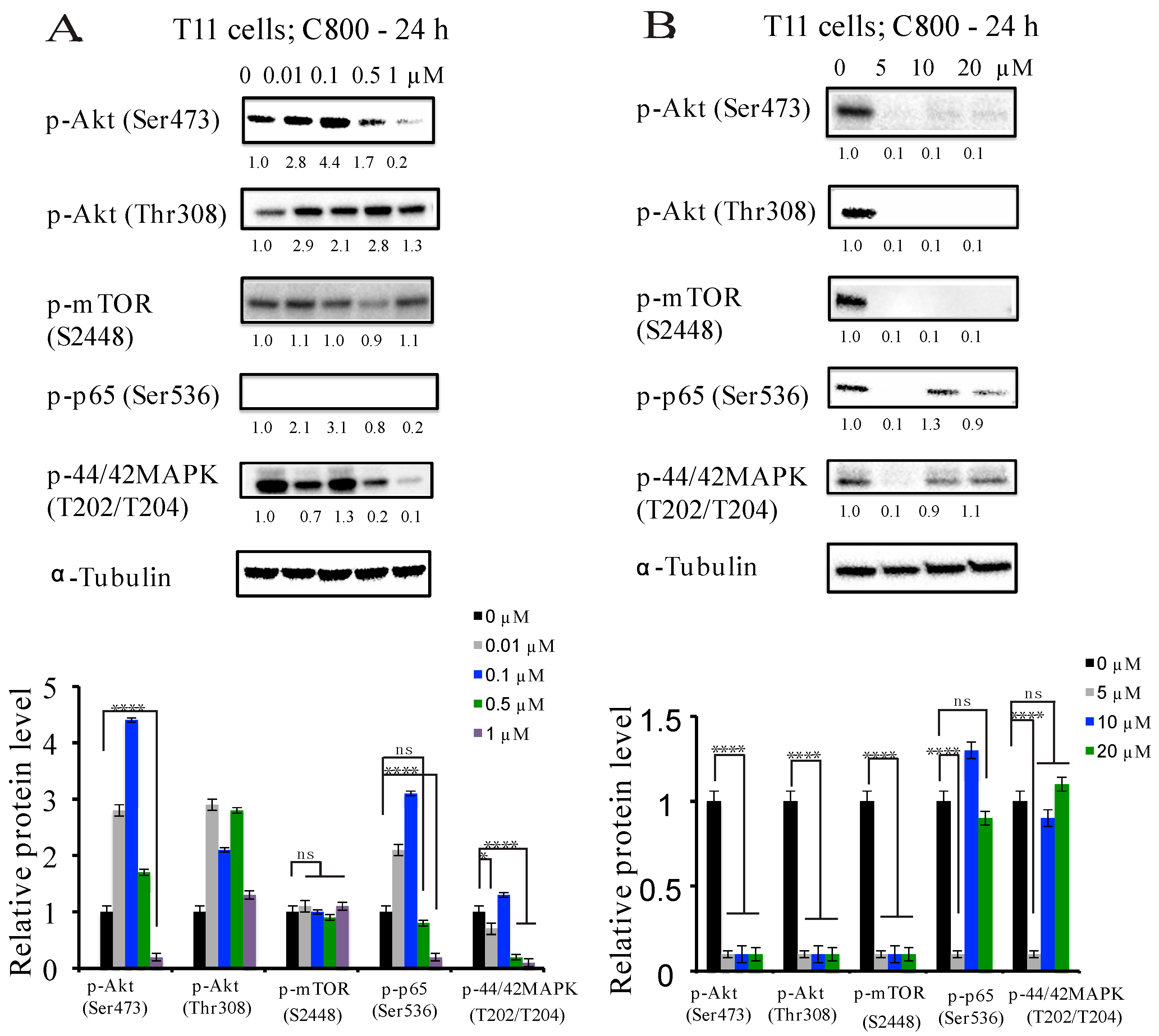Marinedrugs 16 00053 g005a Marinedrugs 16 00053 g005a
