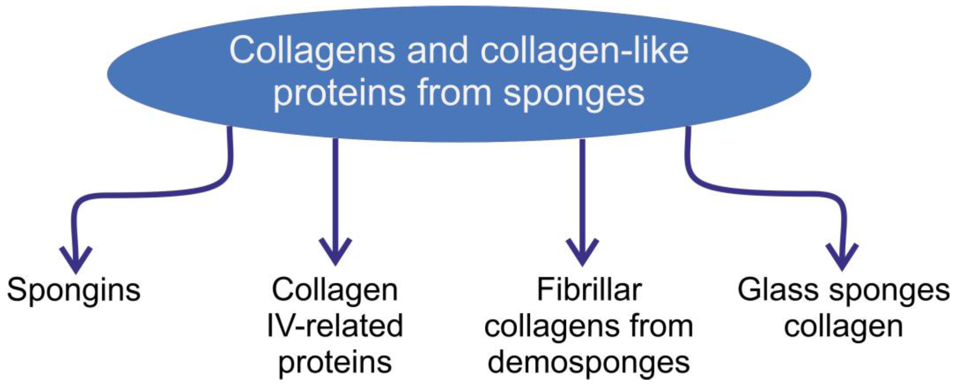 Collagens of Poriferan Origin