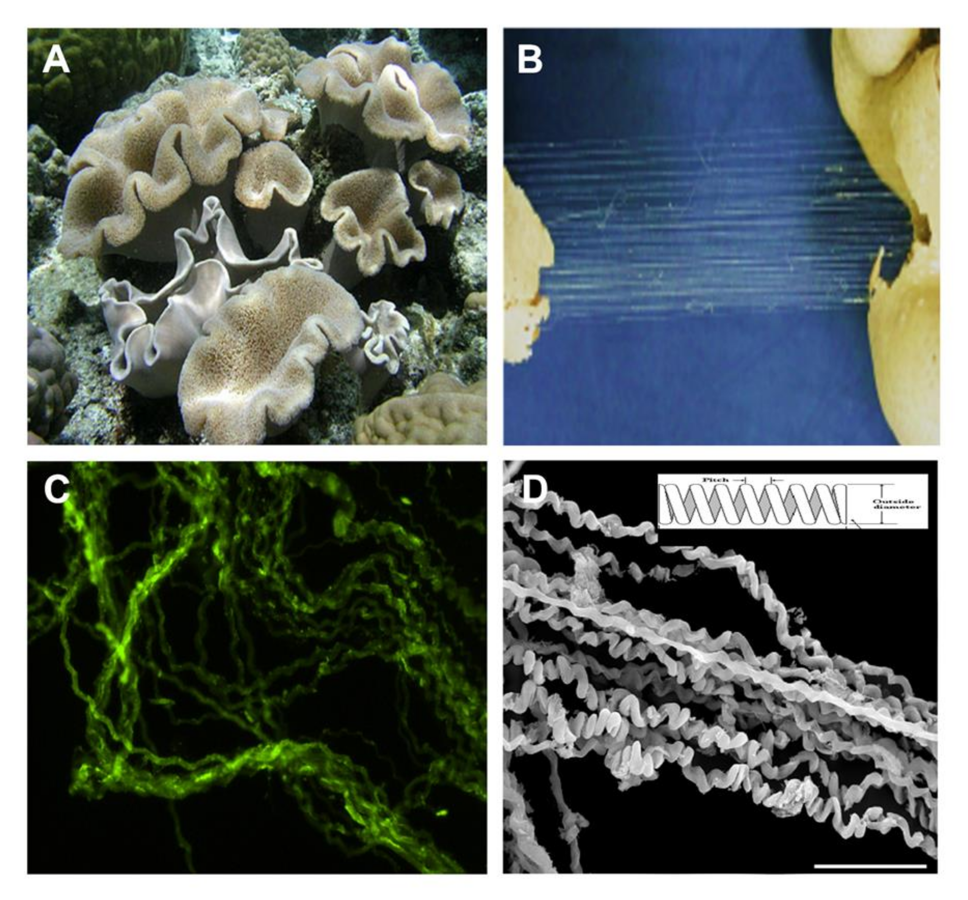 Marinedrugs 16 00102 g001 Marinedrugs 16 00102 g001