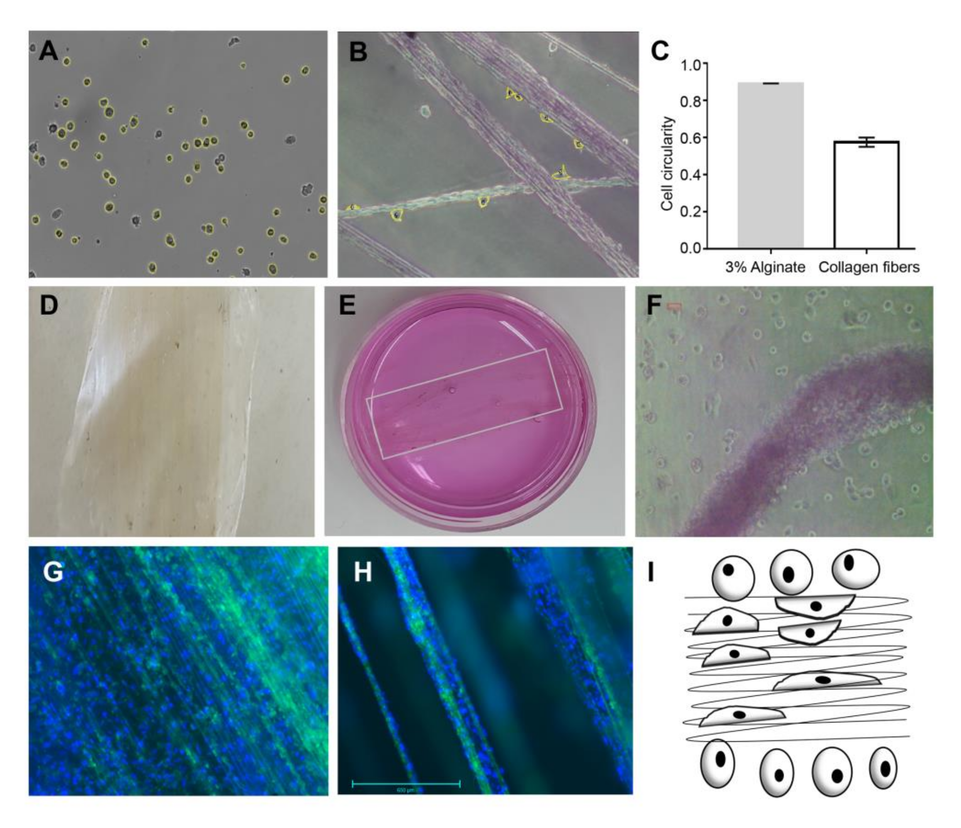 Marinedrugs 16 00102 g003 Marinedrugs 16 00102 g003