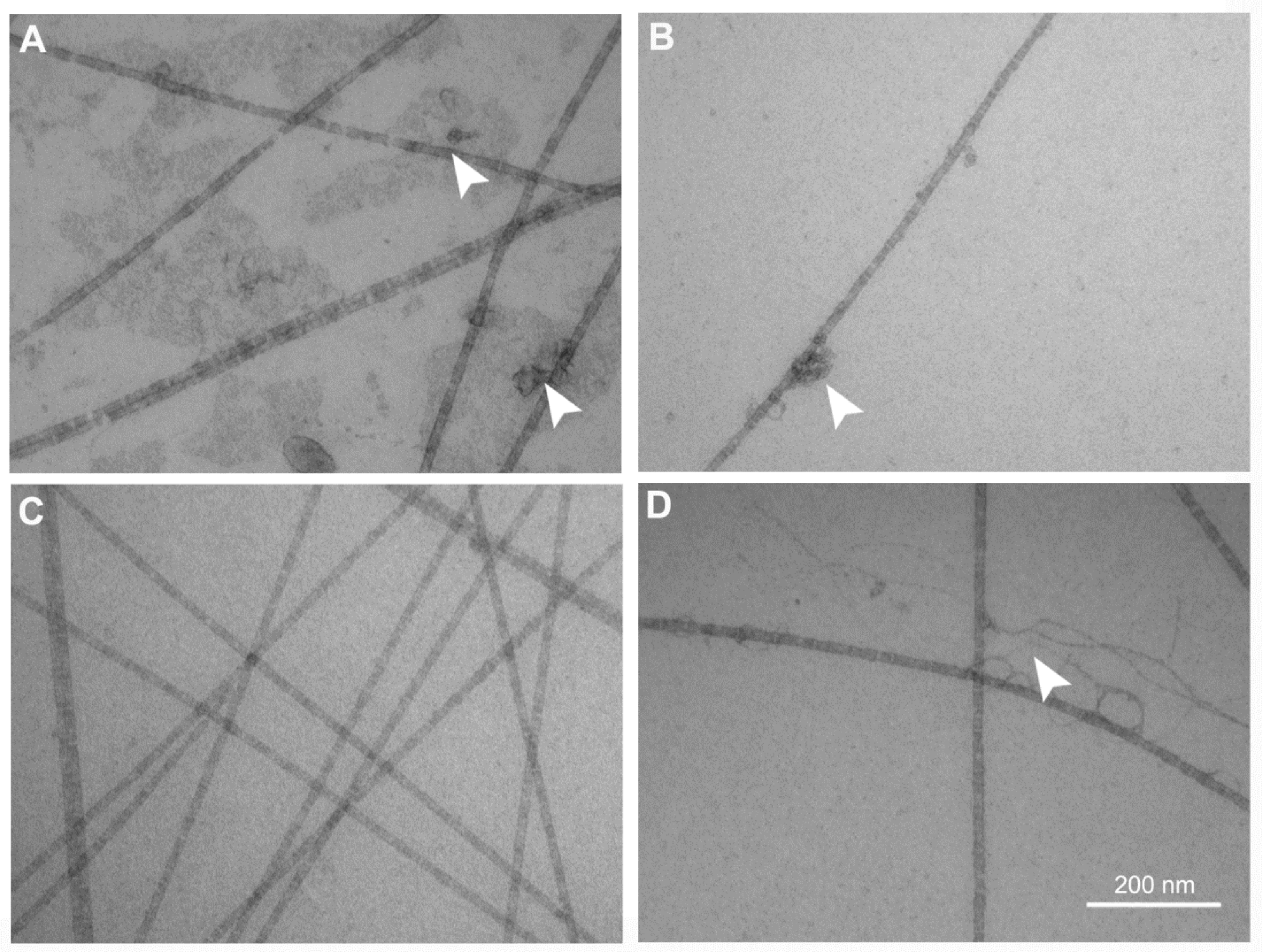 Marinedrugs 16 00111 g002 Marinedrugs 16 00111 g002