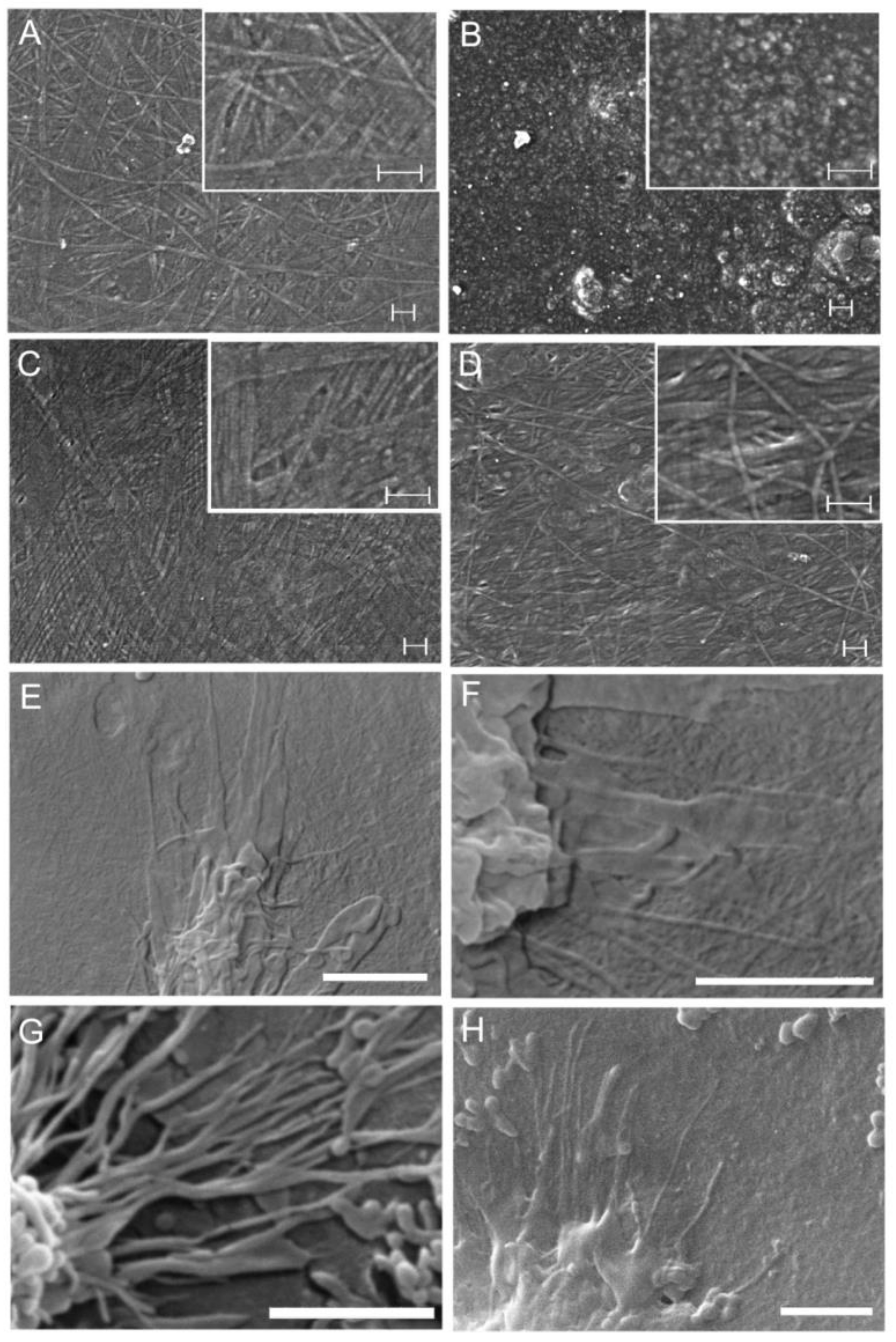 Marinedrugs 16 00111 g009 Marinedrugs 16 00111 g009