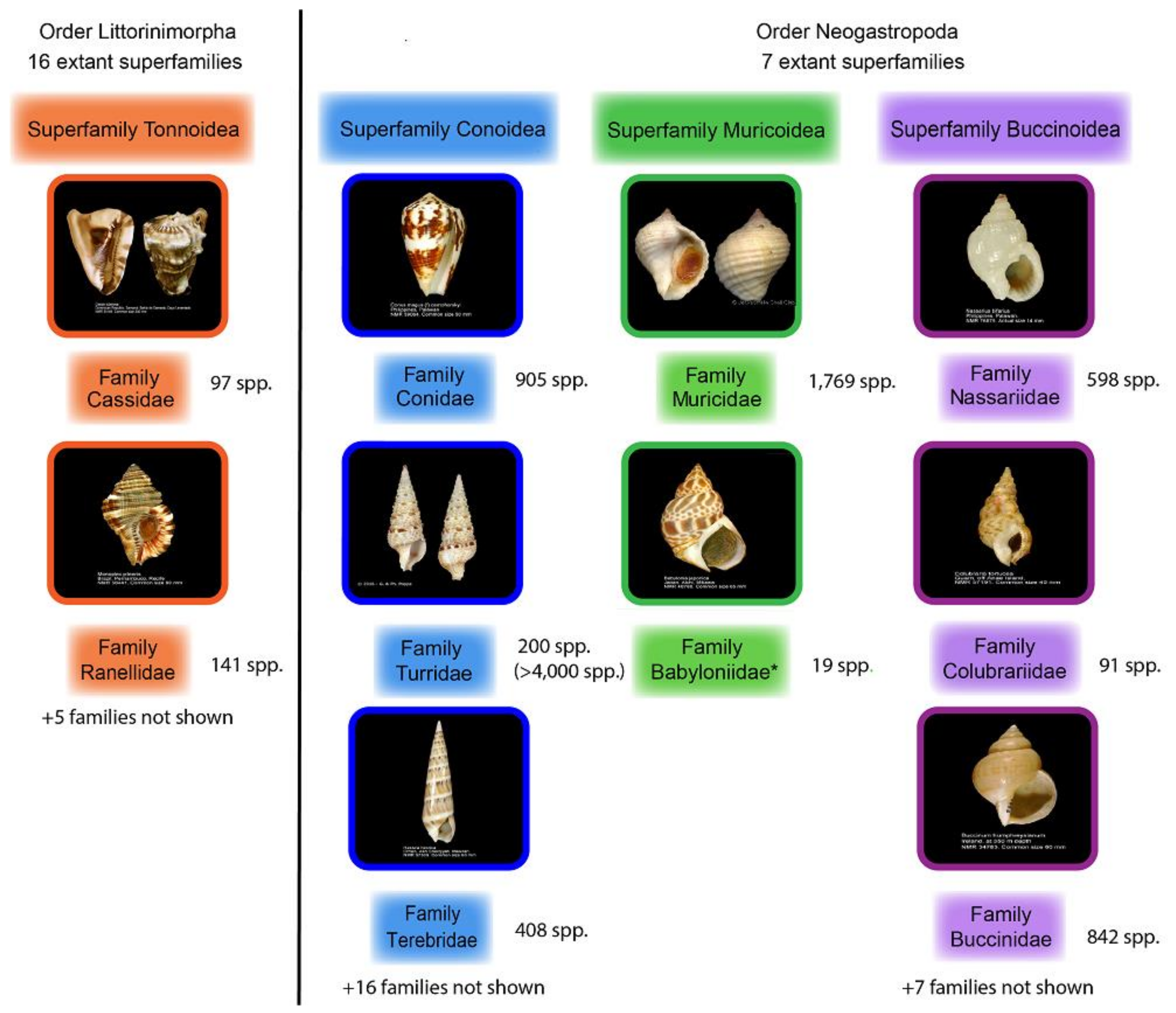 Marinedrugs 16 00118 g001 Marinedrugs 16 00118 g001