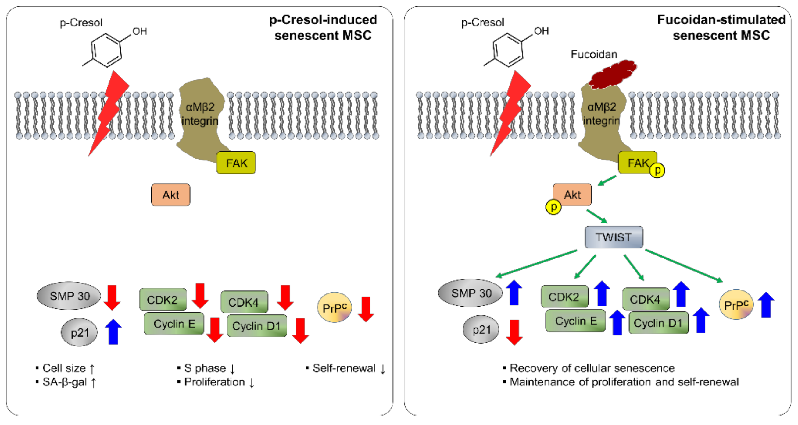 Marinedrugs 16 00121 g008 550