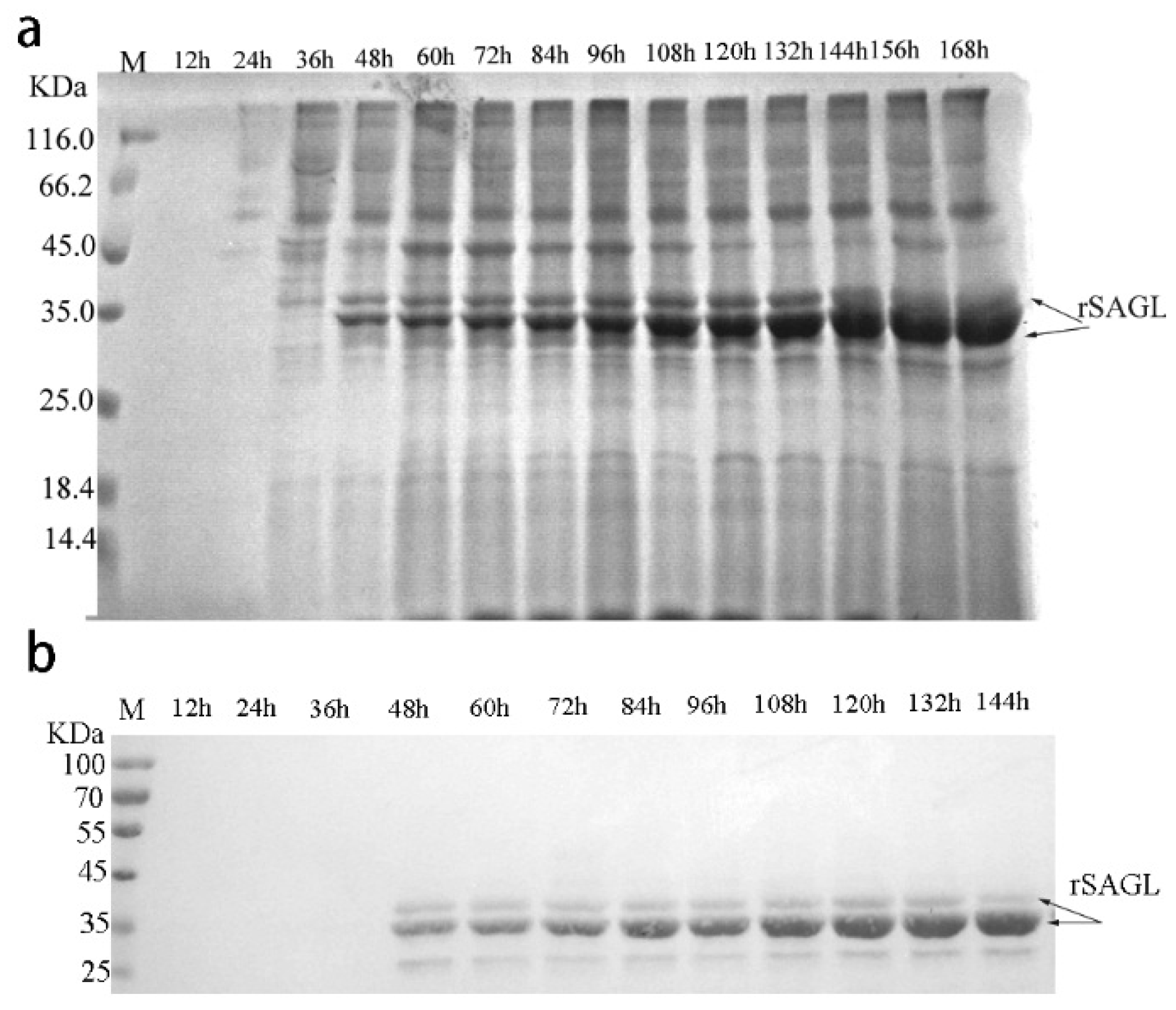 Marinedrugs 16 00158 g008 550