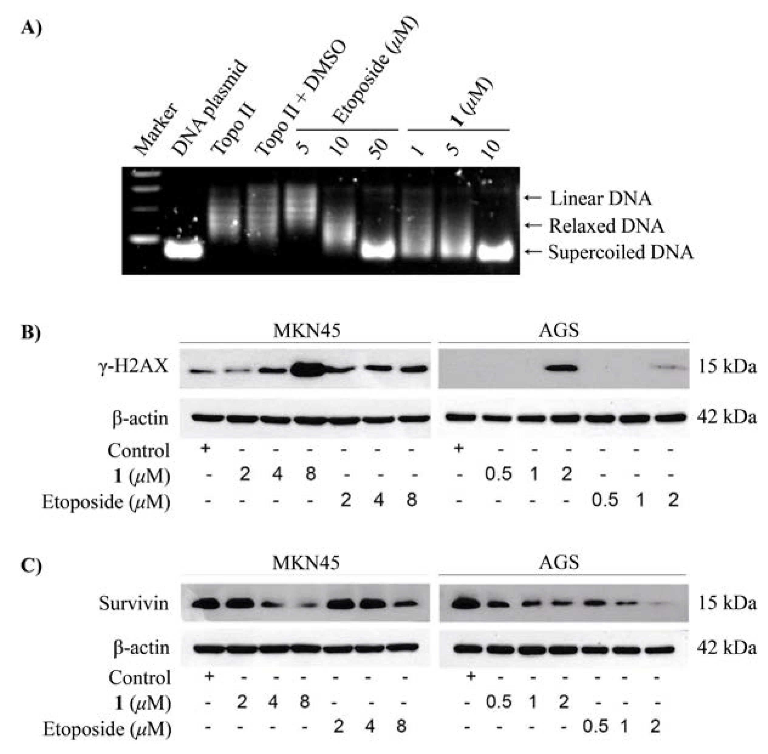 Marinedrugs 16 00168 g004