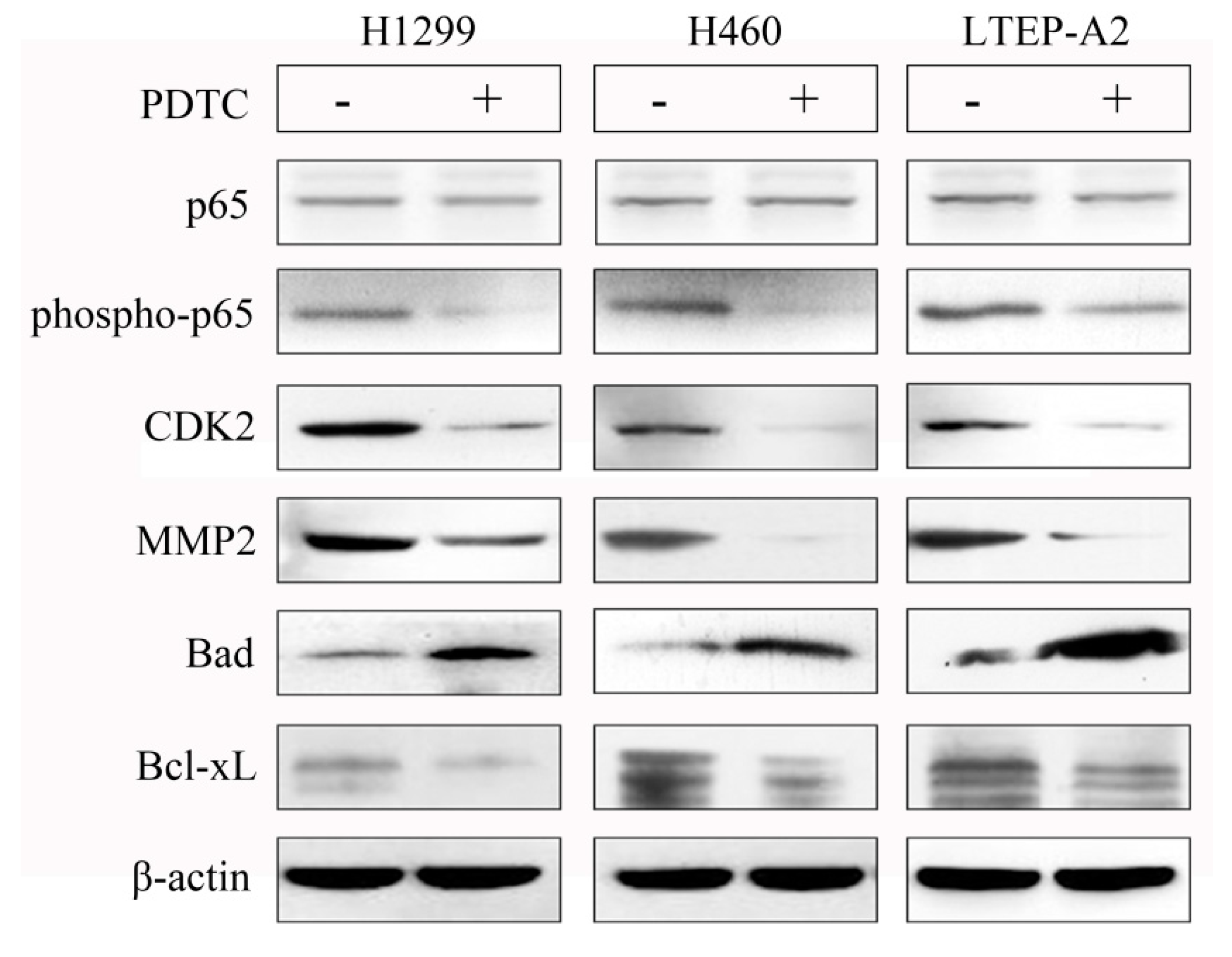 Marinedrugs 16 00178 g008 550