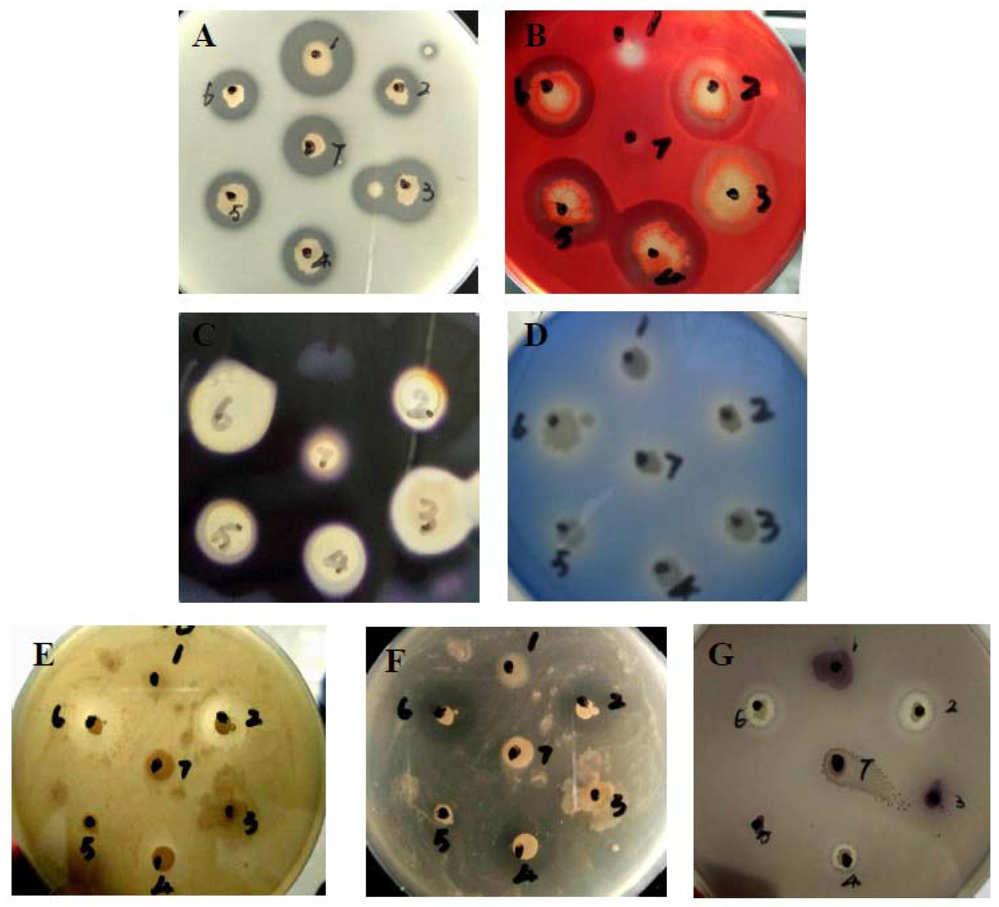 Marinedrugs 16 00196 g001