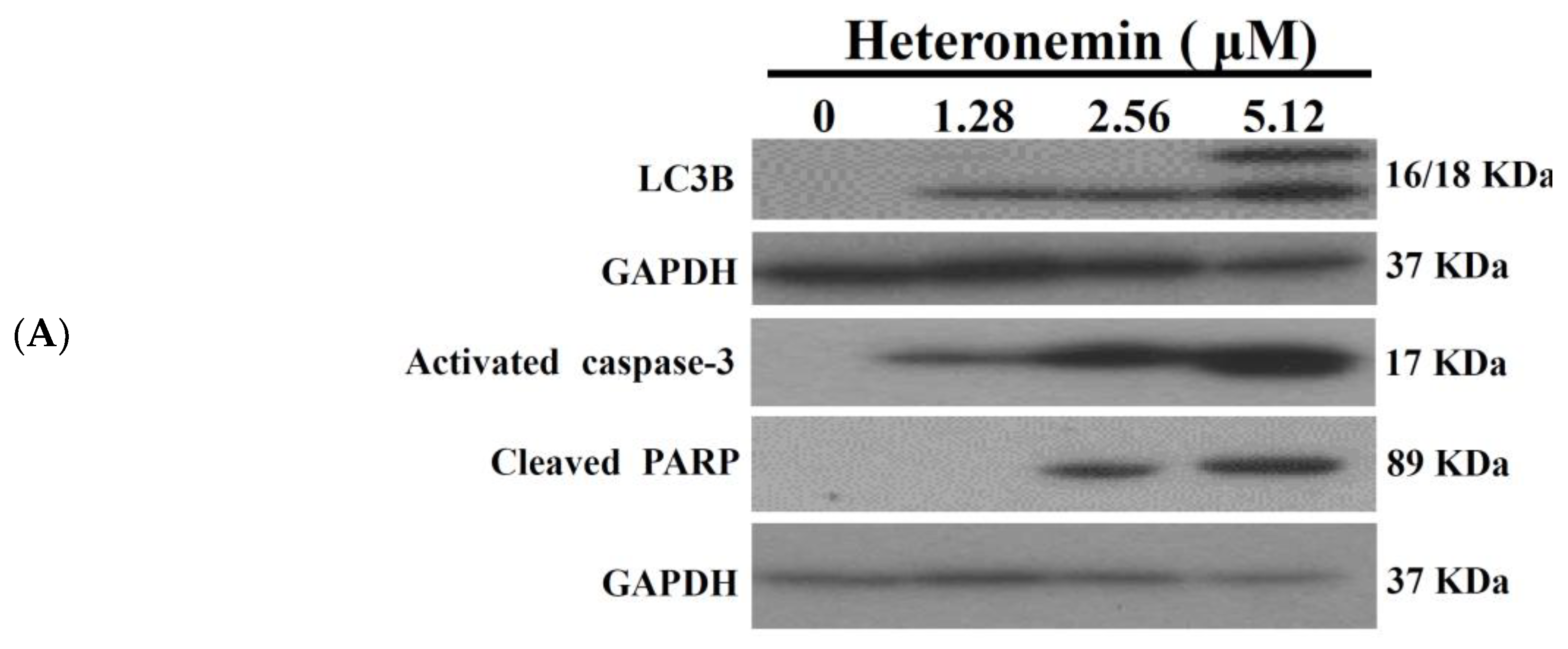Marinedrugs 16 00204 g003a Marinedrugs 16 00204 g003a