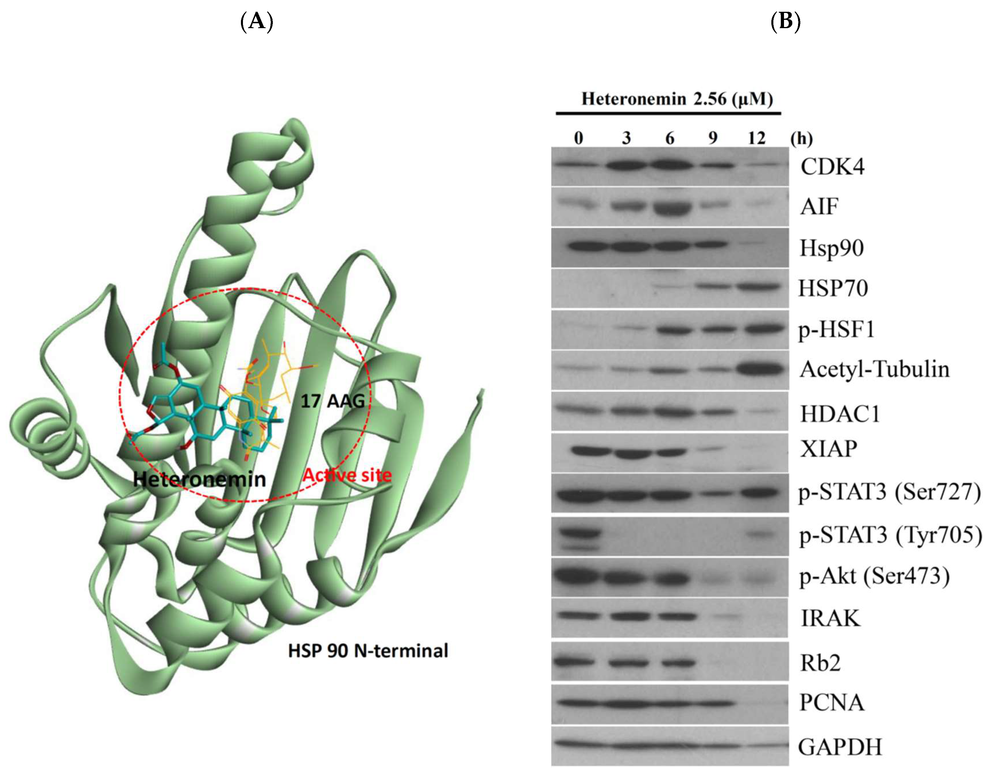 Marinedrugs 16 00204 g008a Marinedrugs 16 00204 g008a