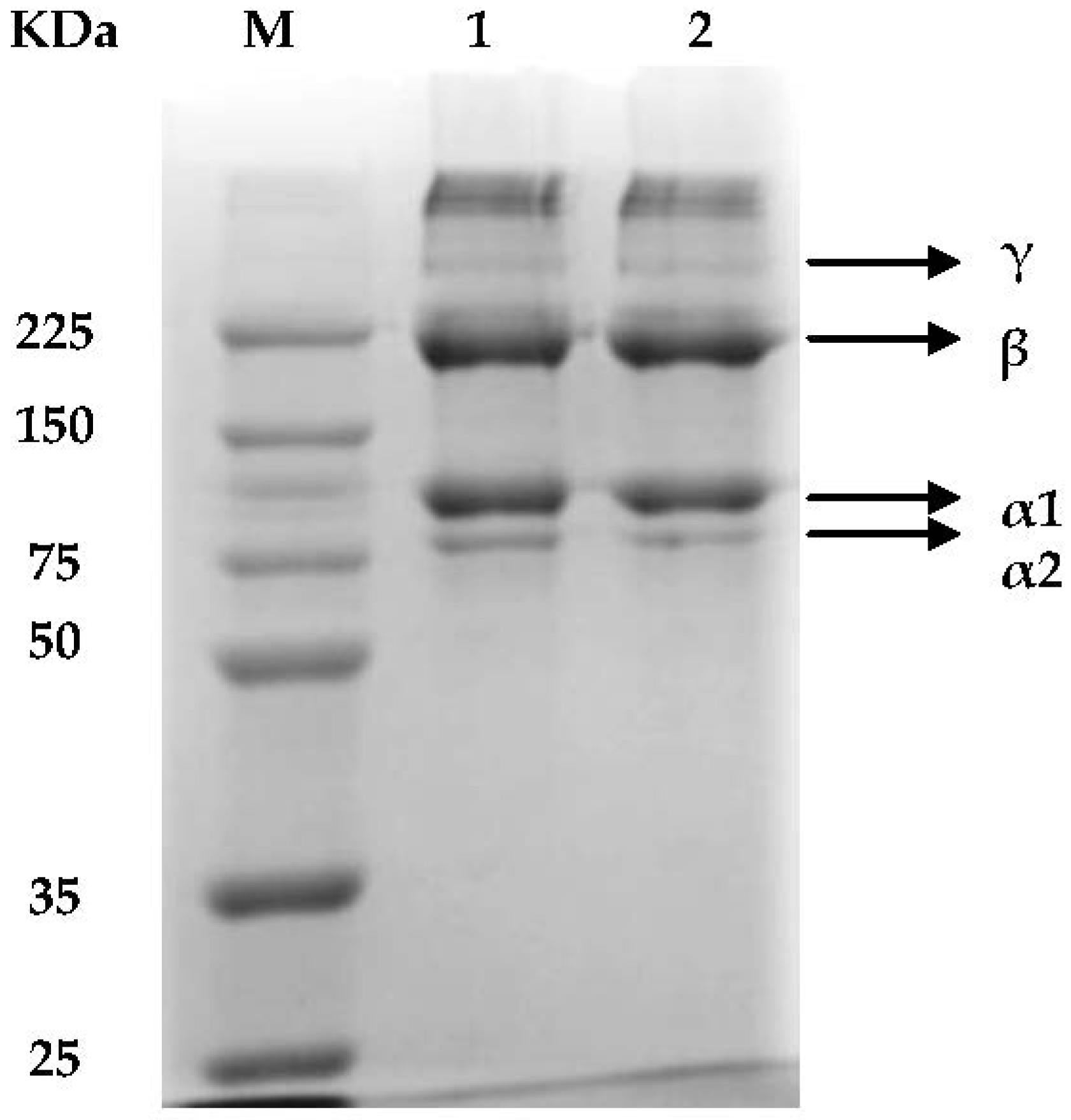 Marinedrugs 16 00211 g001 Marinedrugs 16 00211 g001