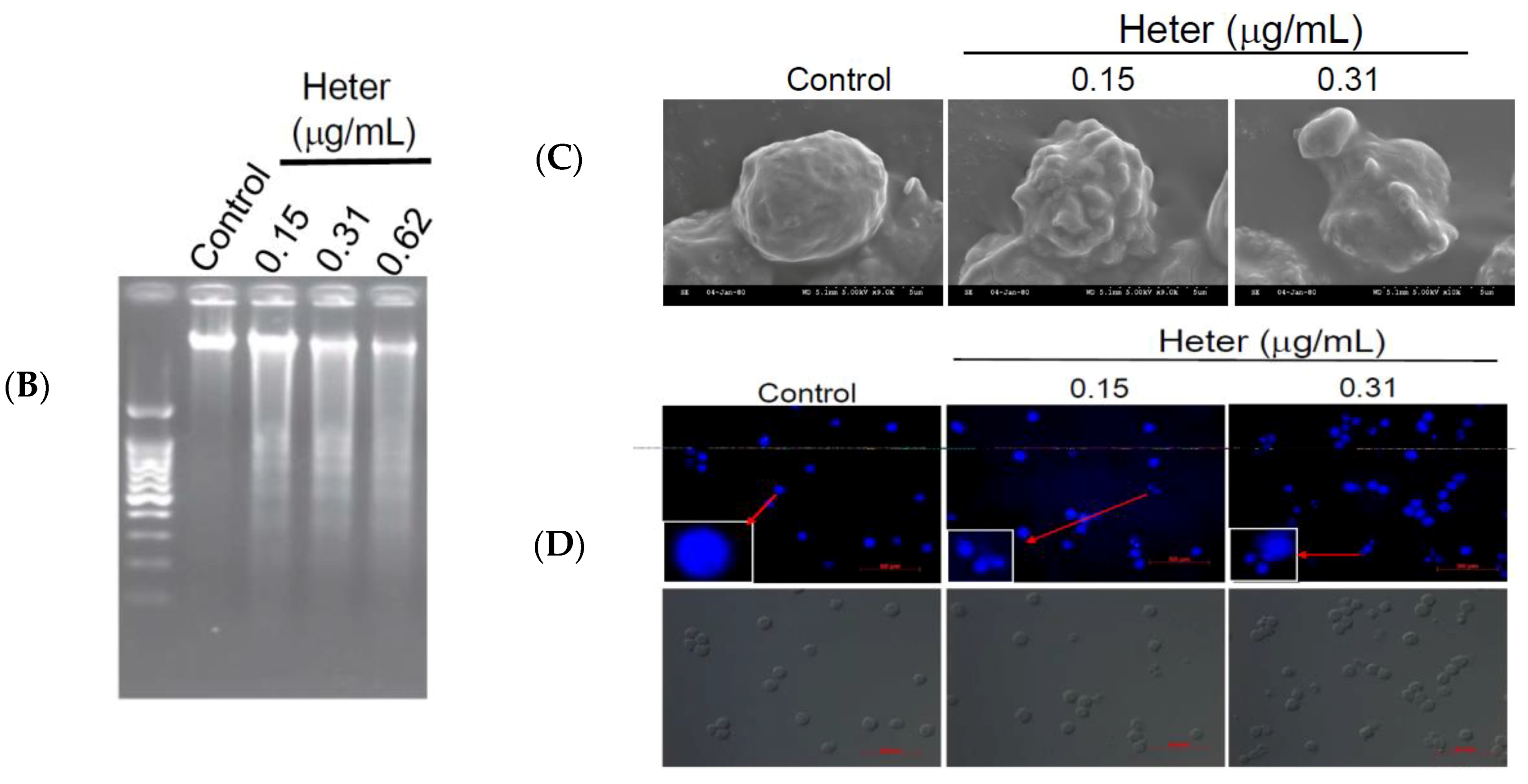 Marinedrugs 16 00212 g002b Marinedrugs 16 00212 g002b