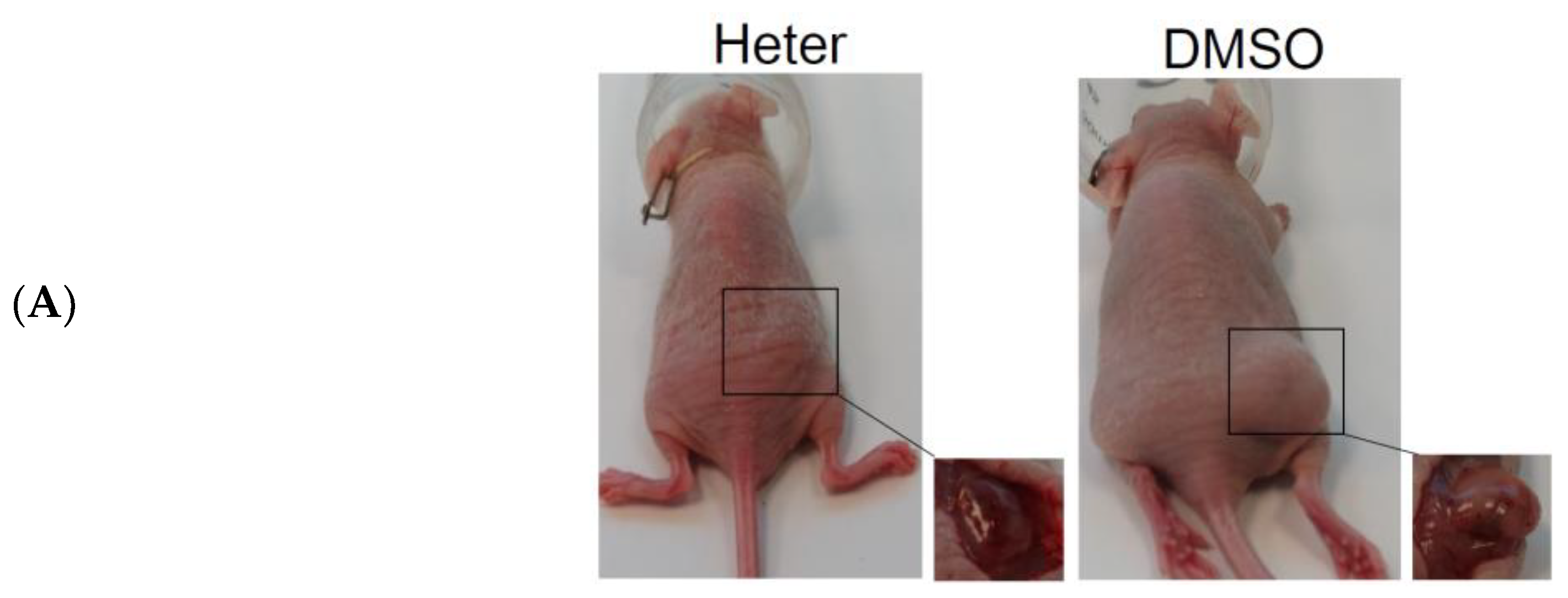 Marinedrugs 16 00212 g003a Marinedrugs 16 00212 g003a