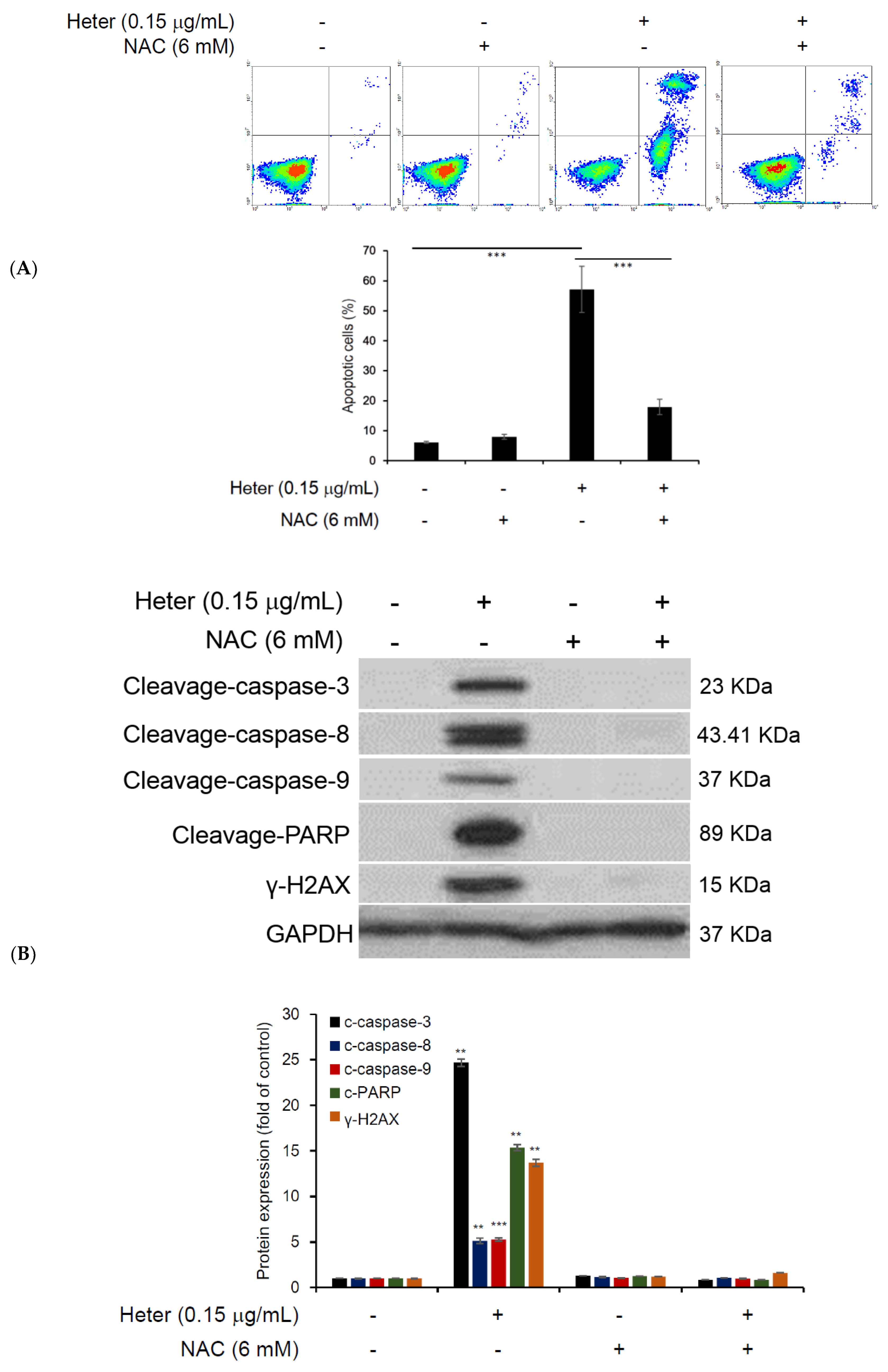 Marinedrugs 16 00212 g005a Marinedrugs 16 00212 g005a