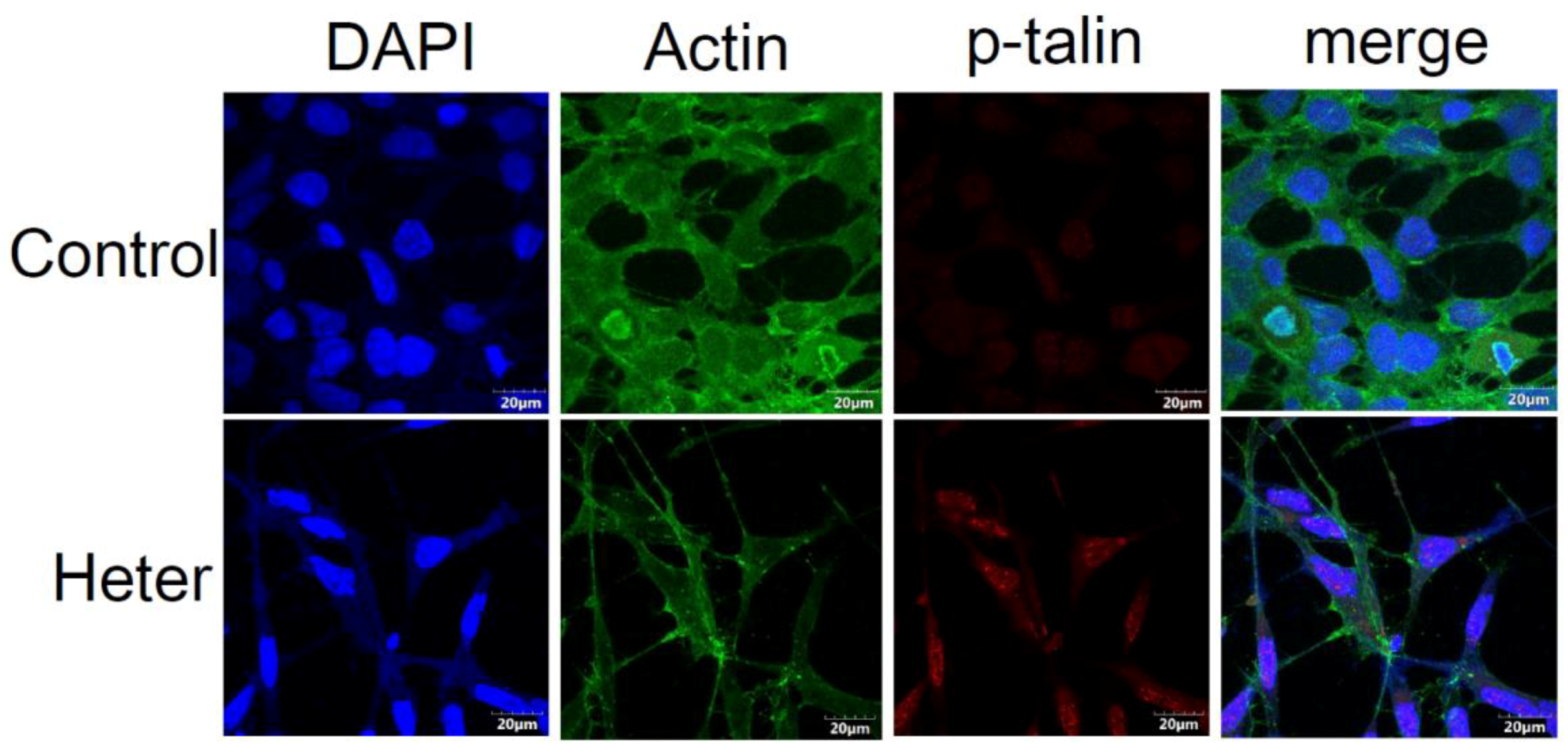 Marinedrugs 16 00212 g008 Marinedrugs 16 00212 g008