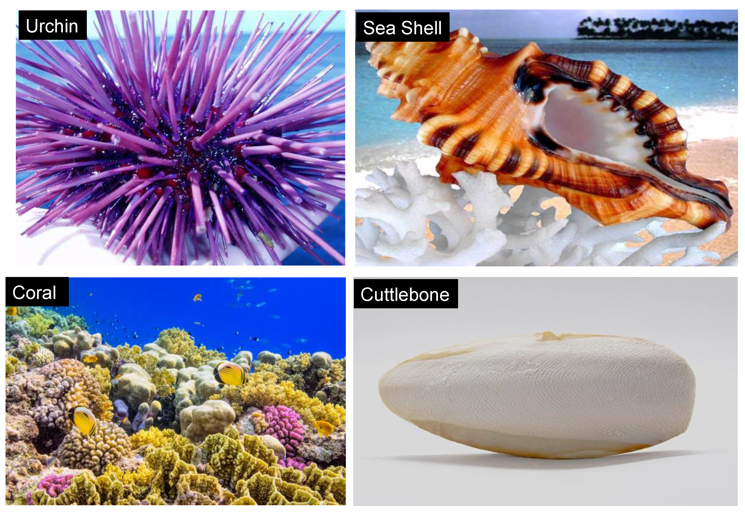 Marinedrugs 16 00225 g001 Marinedrugs 16 00225 g001