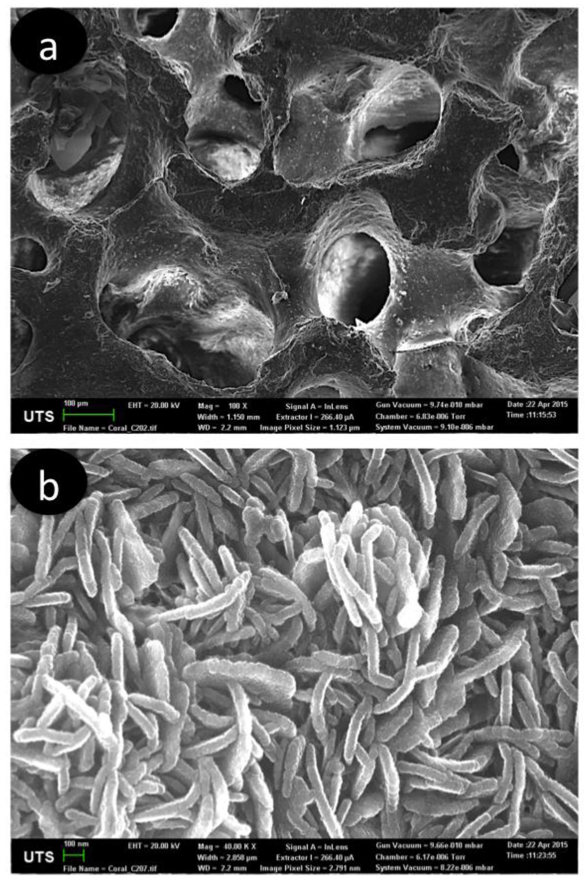 Marinedrugs 16 00225 g002 Marinedrugs 16 00225 g002