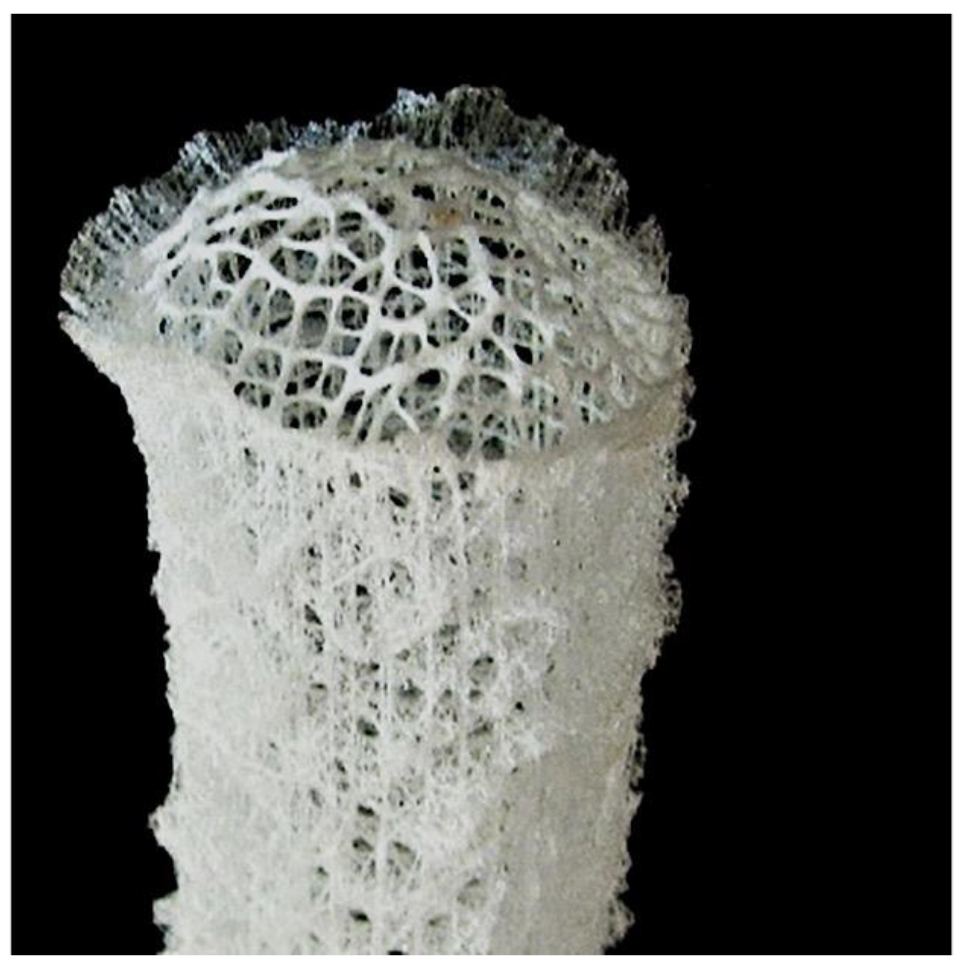 Marinedrugs 16 00225 g003 Marinedrugs 16 00225 g003