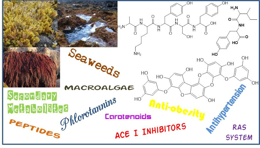 Marine Drugs Free Full Text Overview On The Antihypertensive And Anti Obesity Effects Of Secondary Metabolites From Seaweeds Html