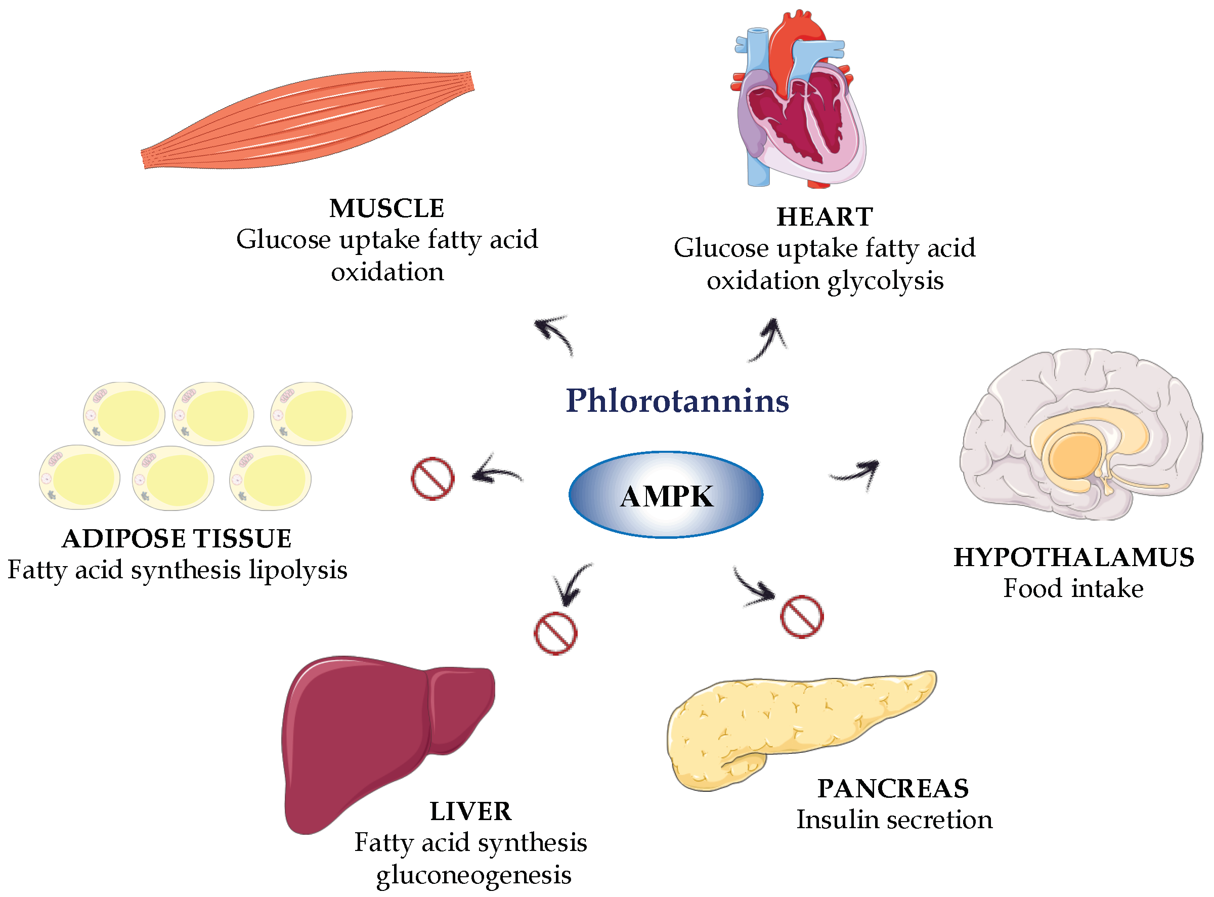 Marinedrugs 16 00250 g005 Marinedrugs 16 00250 g005
