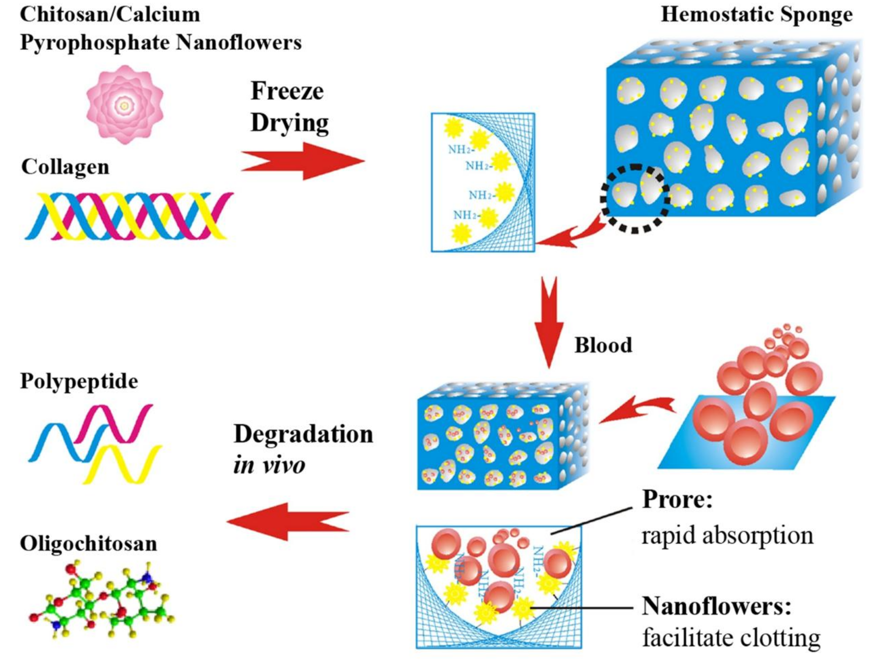 Marinedrugs 16 00273 g005 Marinedrugs 16 00273 g005