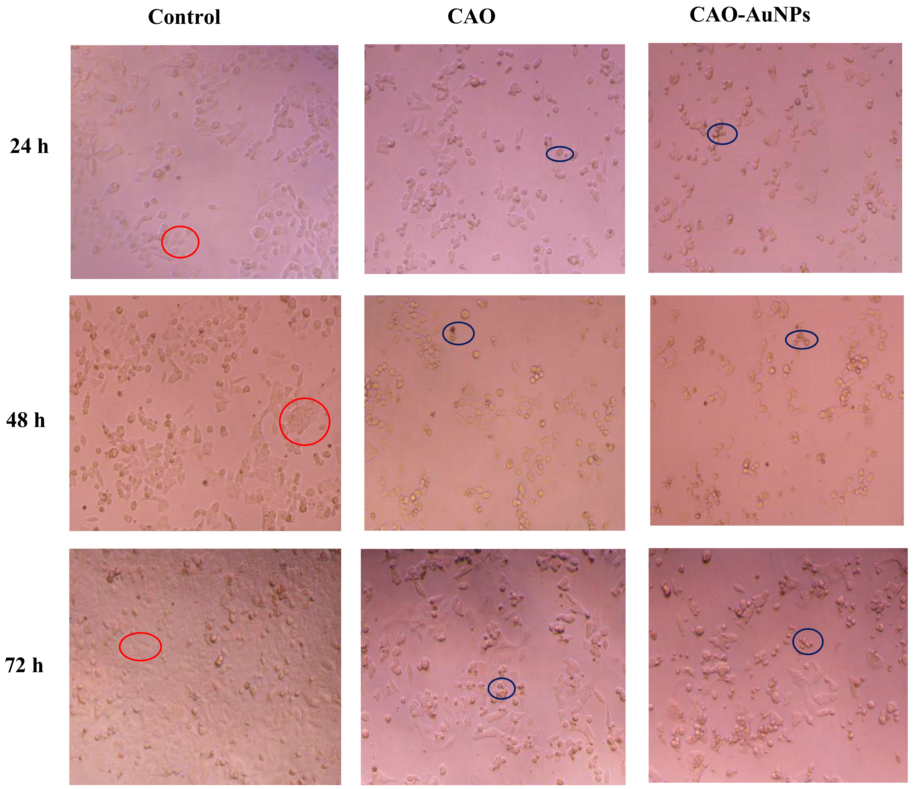 Marinedrugs 16 00277 g007 550