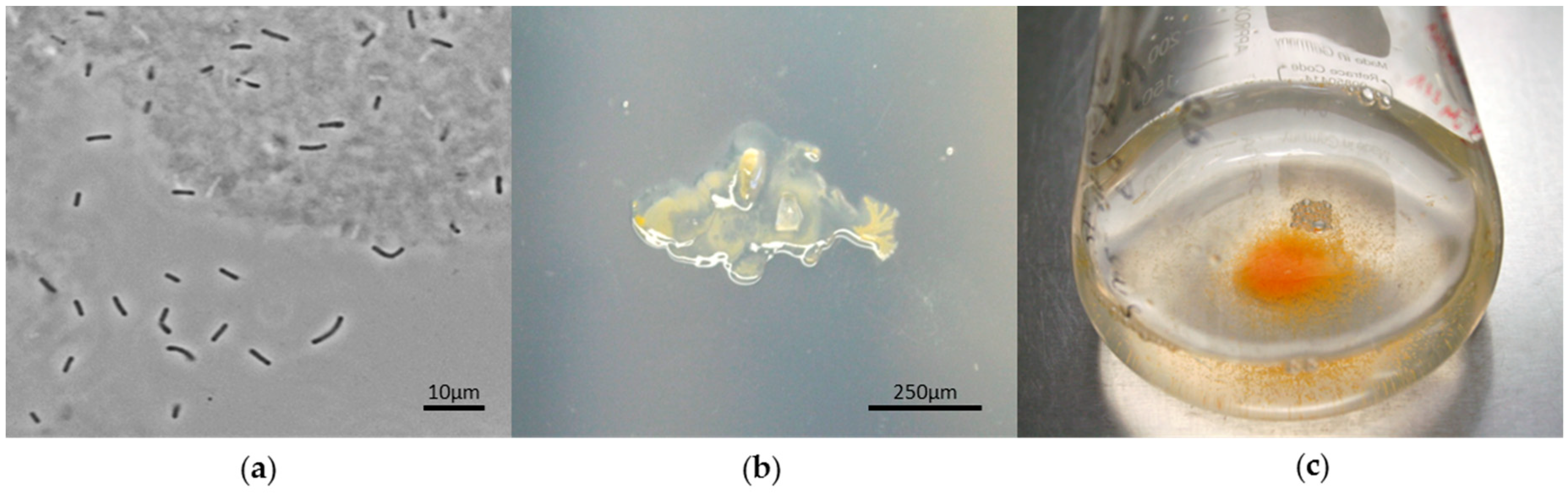 Marinedrugs 16 00303 g004 Marinedrugs 16 00303 g004