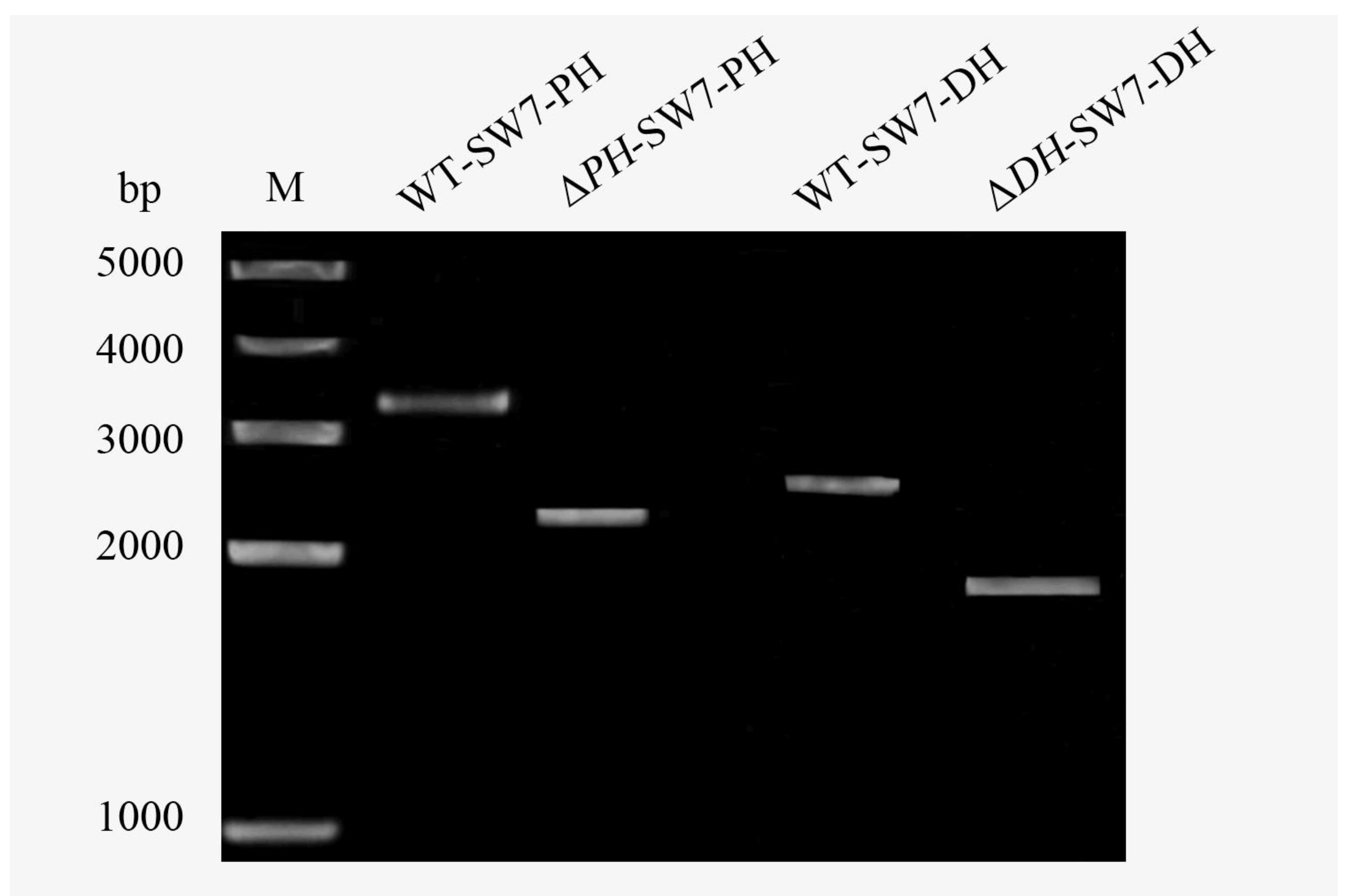 Marinedrugs 16 00310 g006 Marinedrugs 16 00310 g006