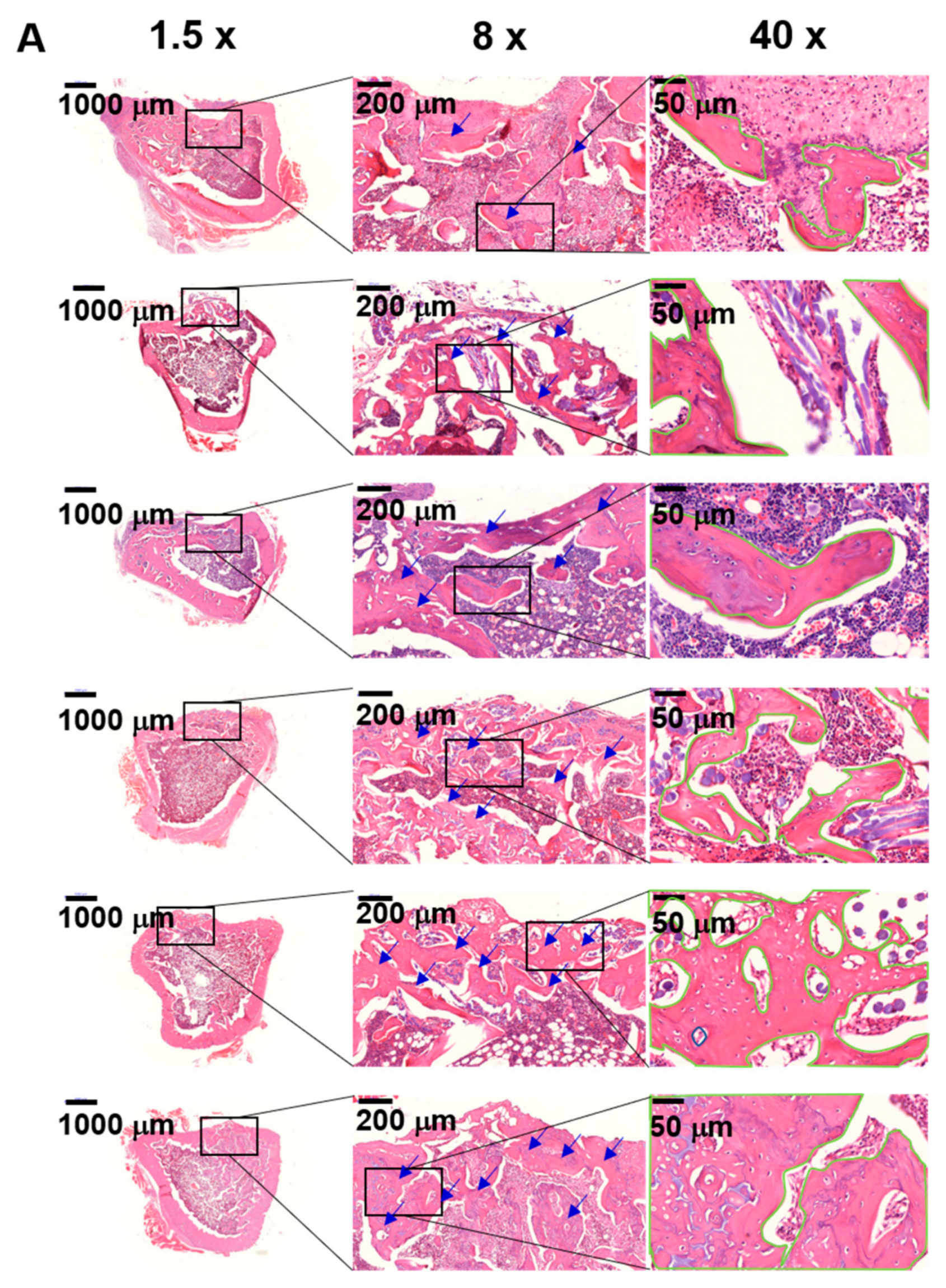 Marinedrugs 16 00351 g008a Marinedrugs 16 00351 g008a