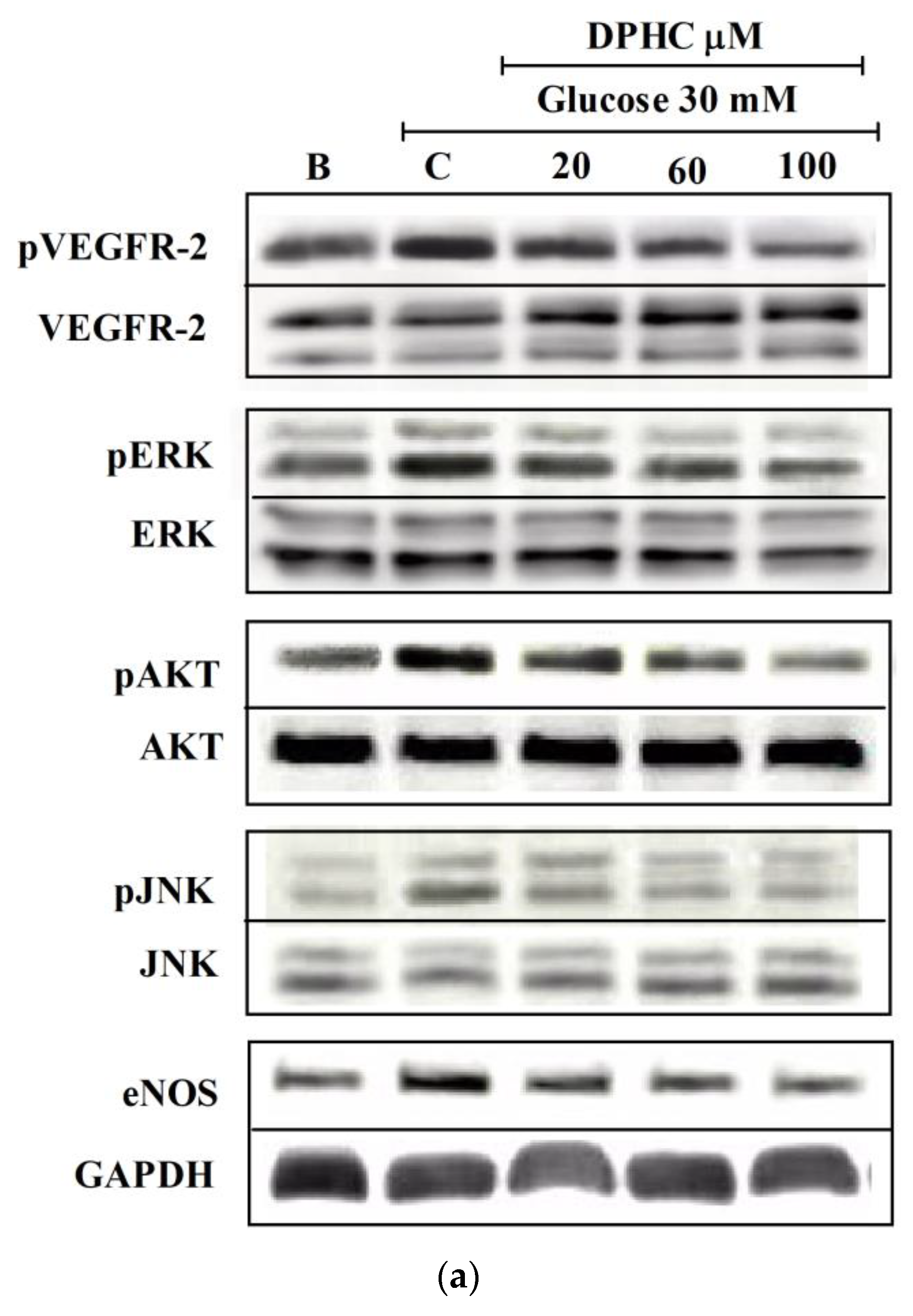 Marinedrugs 16 00375 g006a Marinedrugs 16 00375 g006a