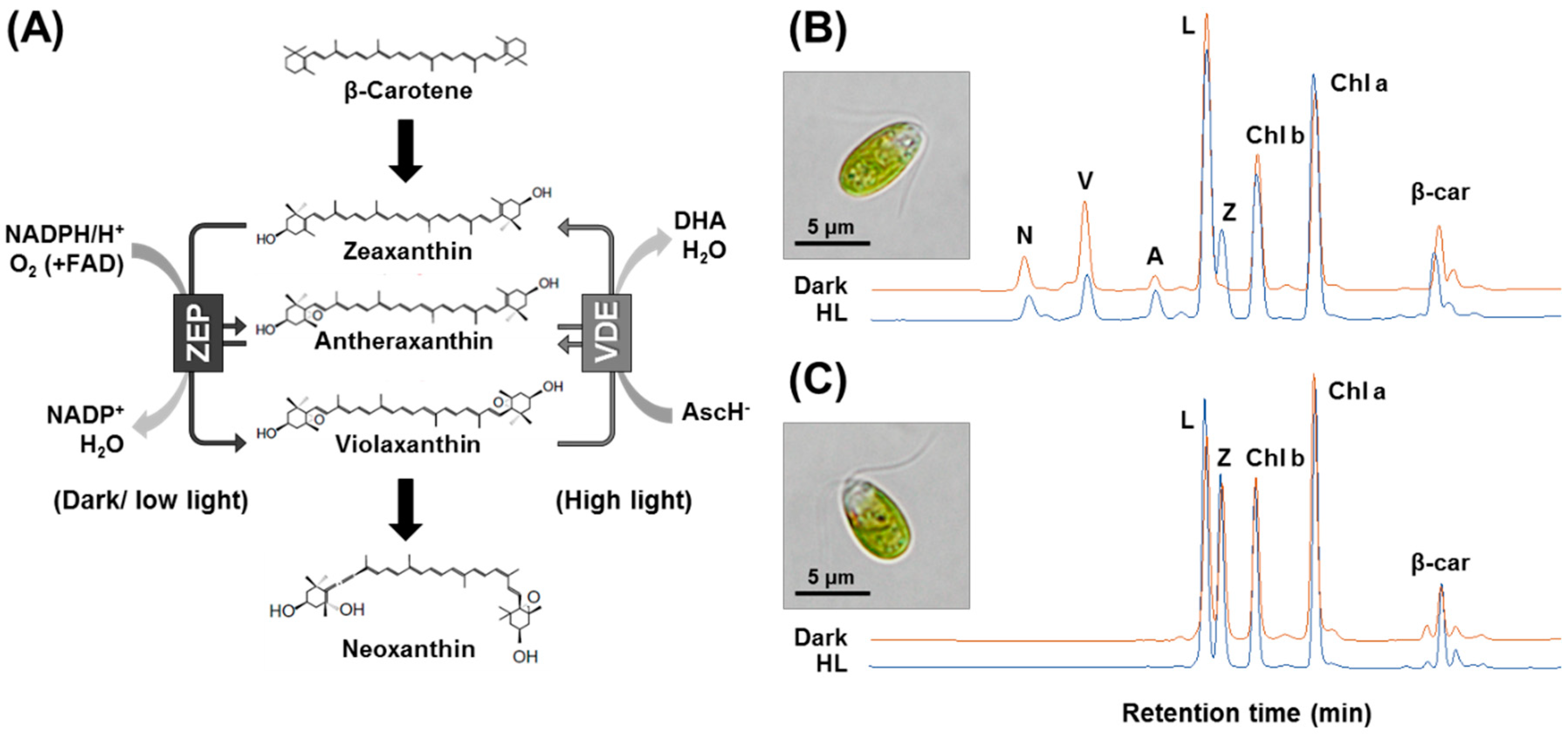 Marinedrugs 16 00418 g001 Marinedrugs 16 00418 g001